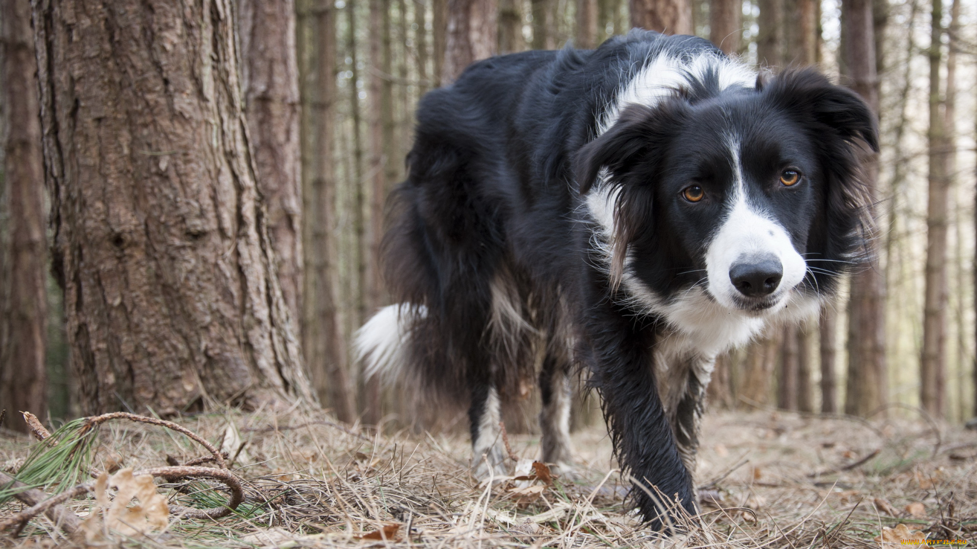 животные, собаки, collie, собака, друг