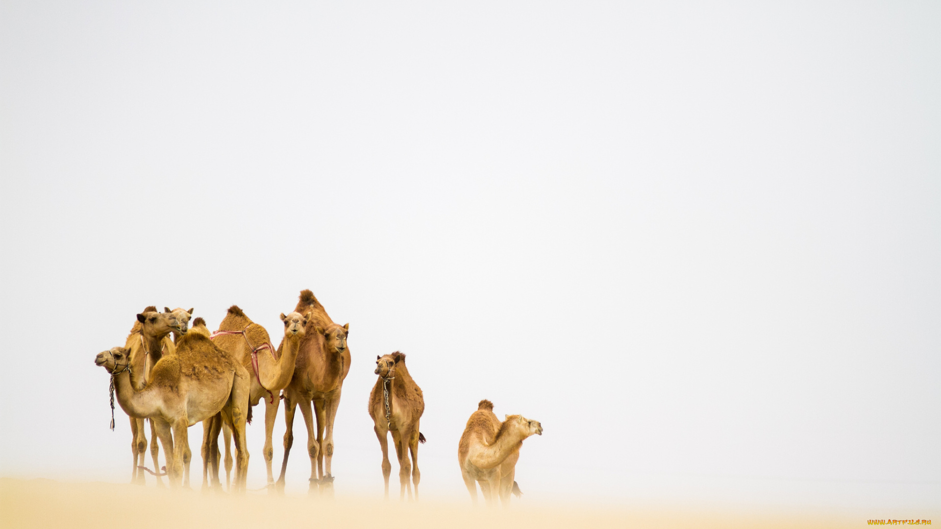 животные, верблюды, пустыня, песчаная, буря