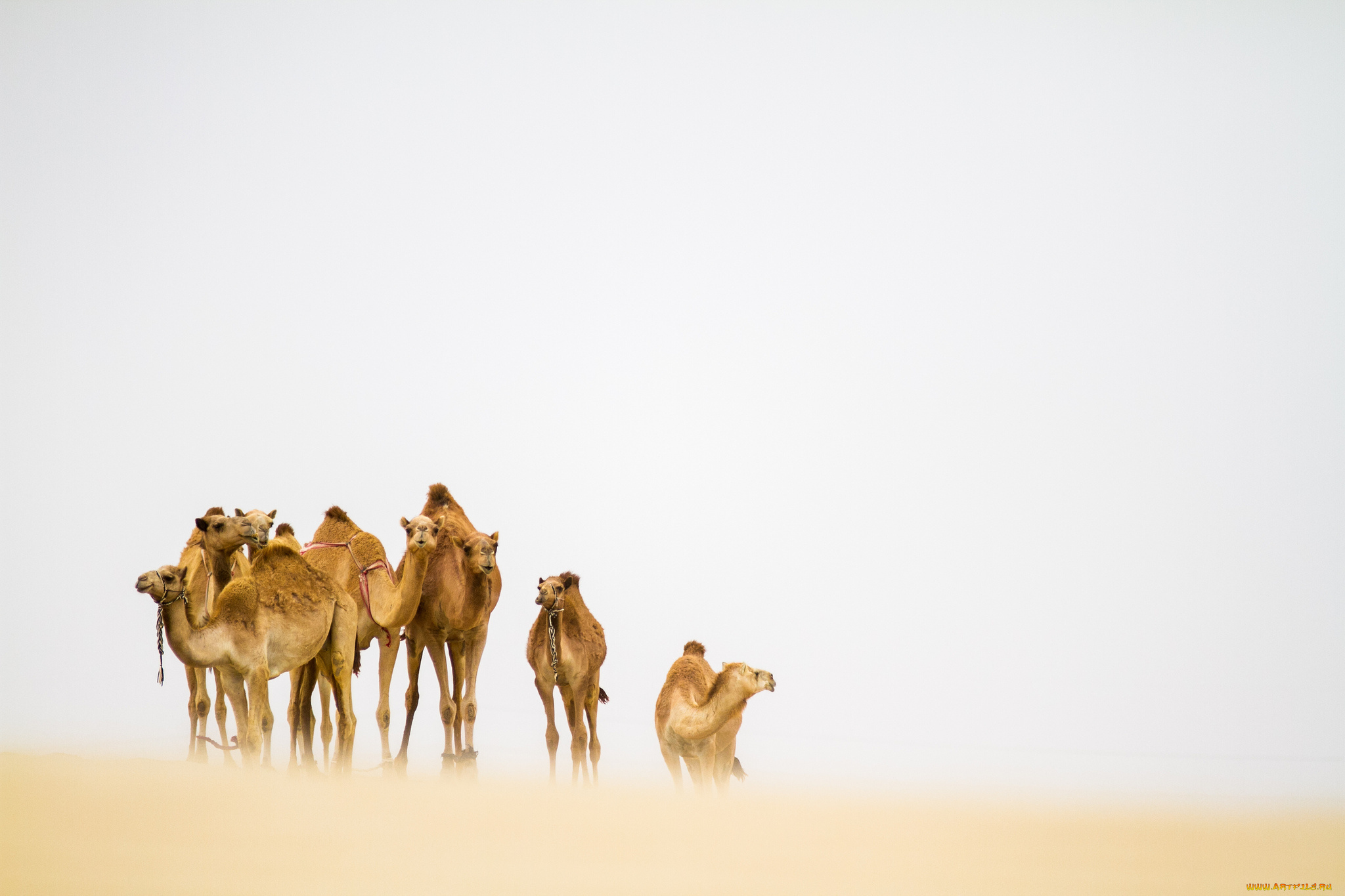 животные, верблюды, пустыня, песчаная, буря