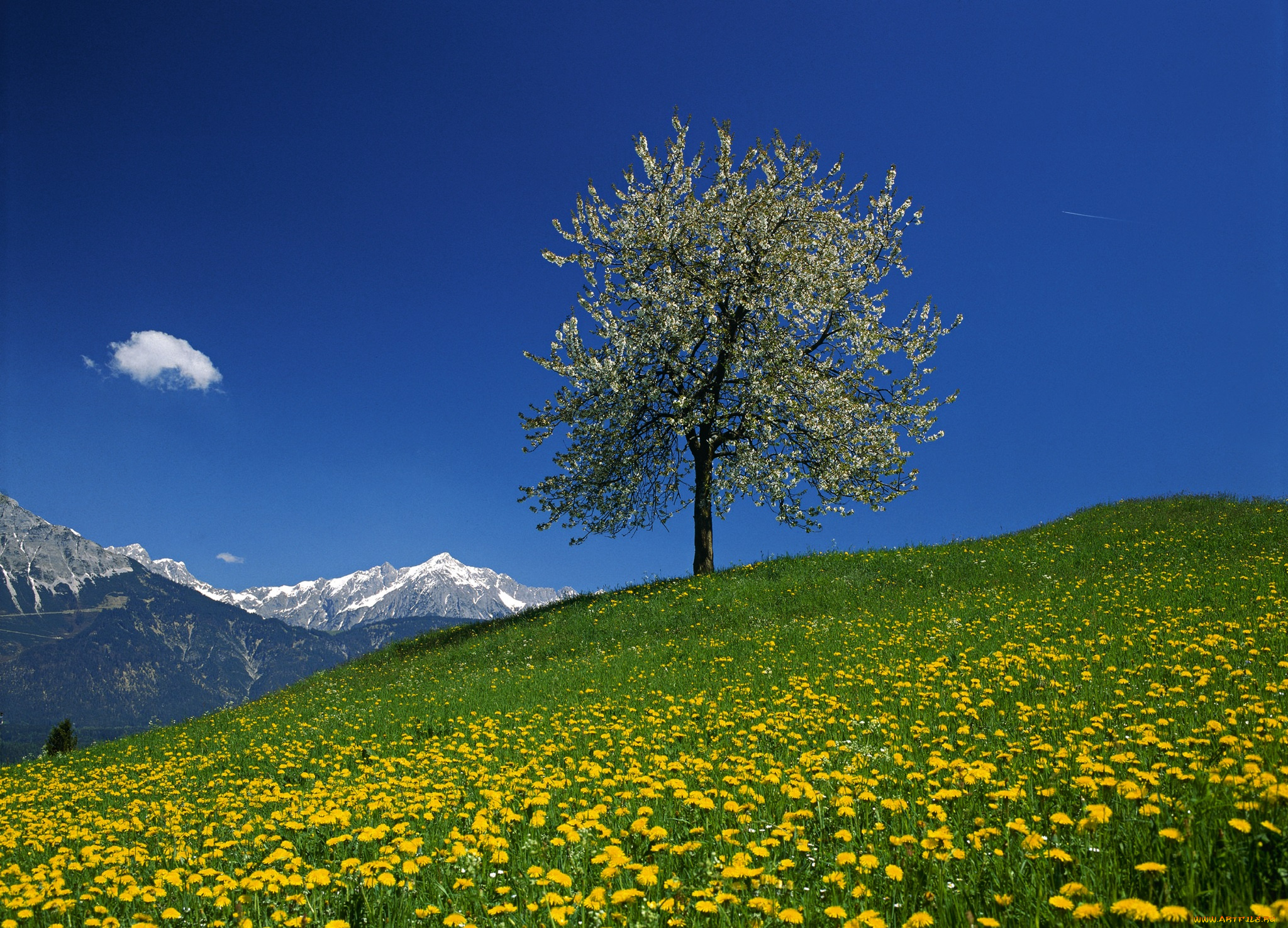 природа, деревья, цветы, горы, небо, луг, дерево, австрия, одуванчики