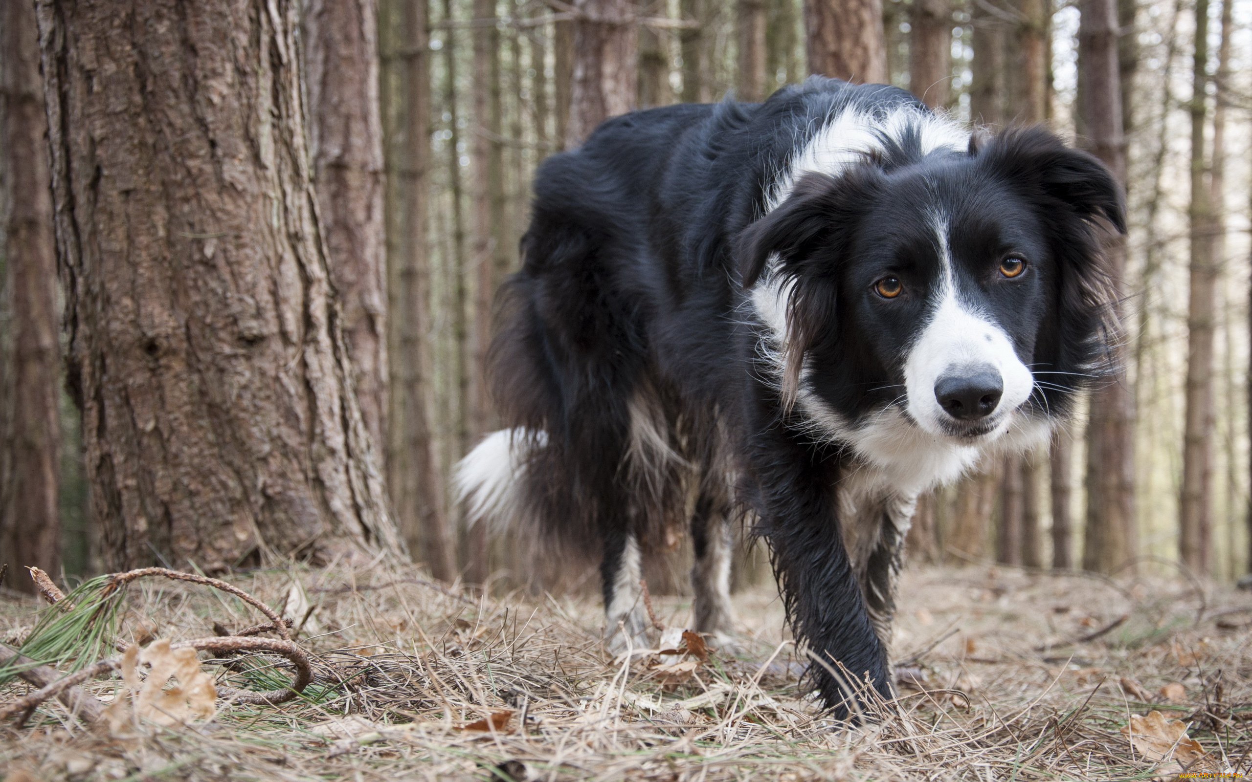 животные, собаки, collie, собака, друг