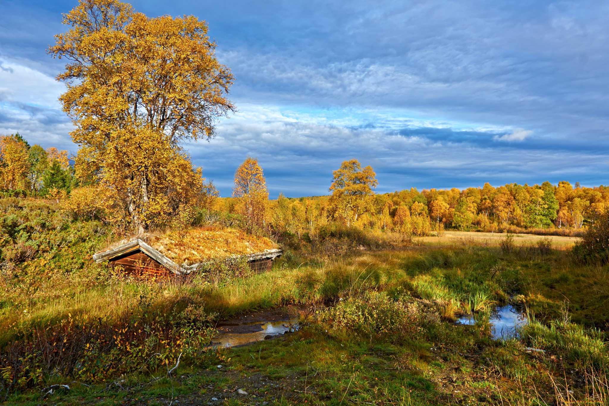 природа, реки, озера, лес, река