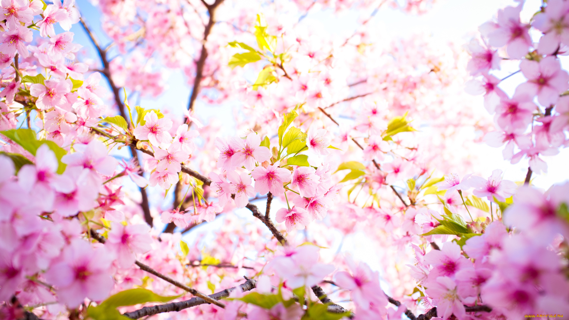 цветы, сакура, вишня, цветение, весна