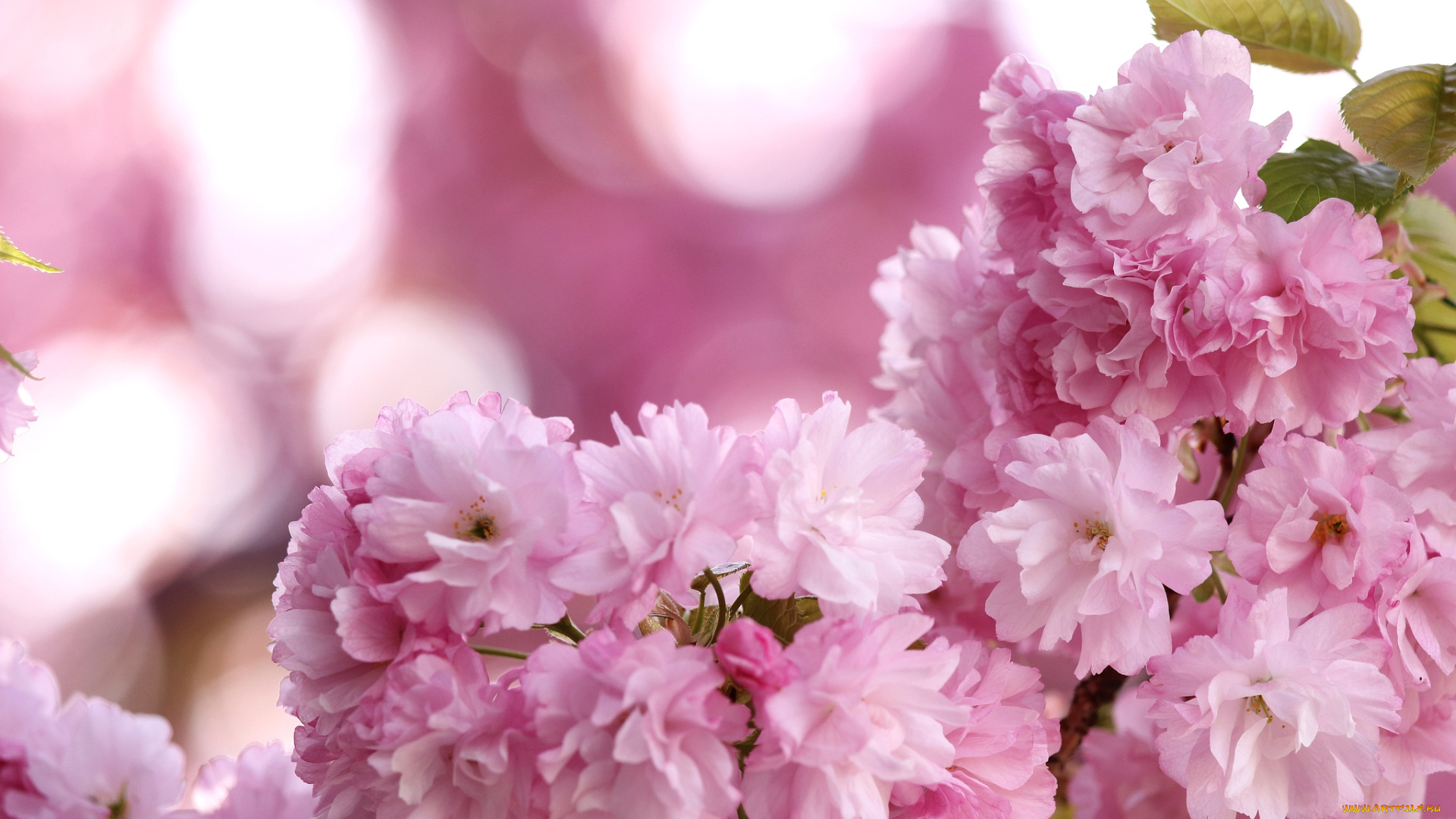 цветы, сакура, вишня, розовый, весна