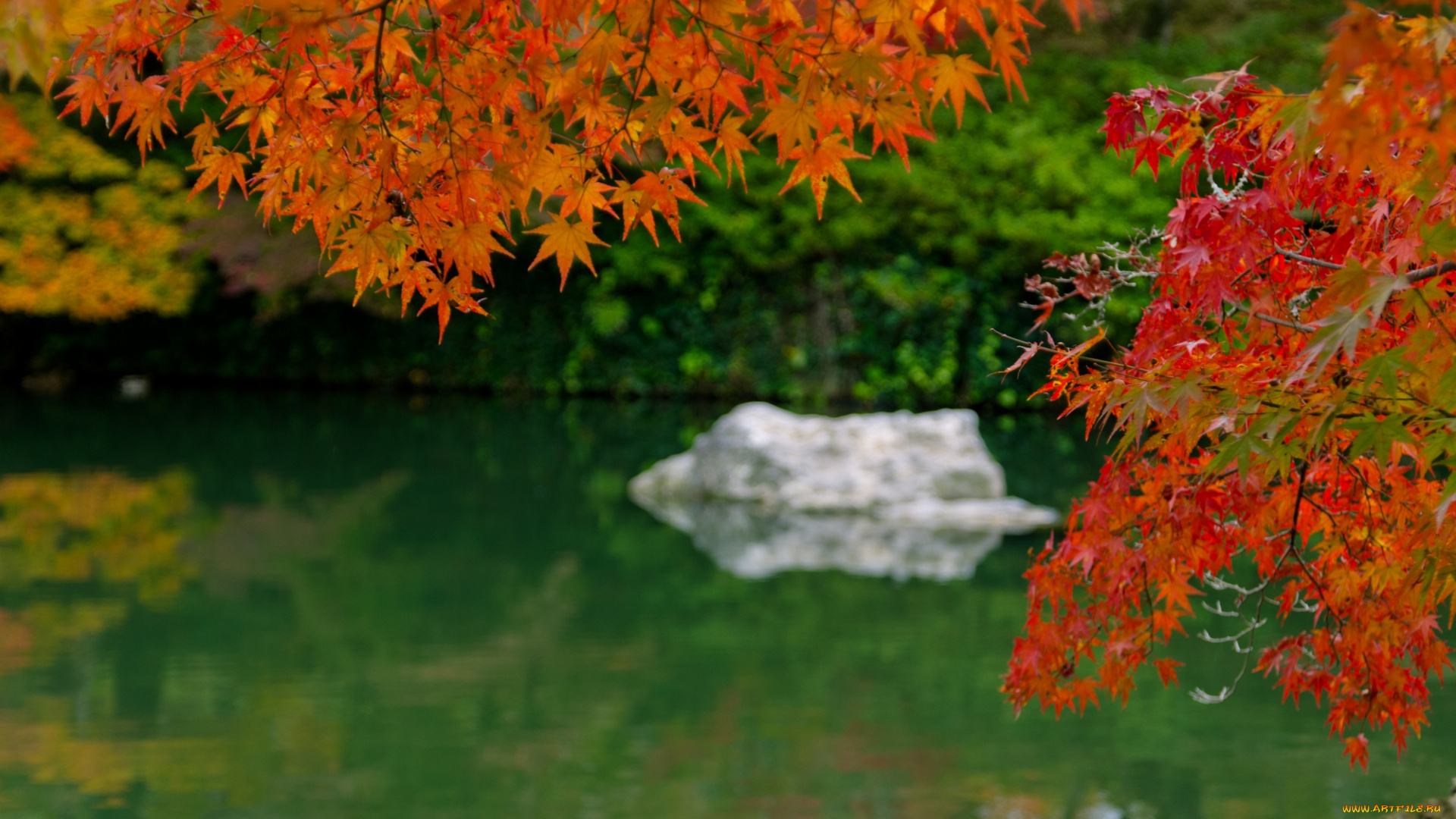 природа, листья, река, китай