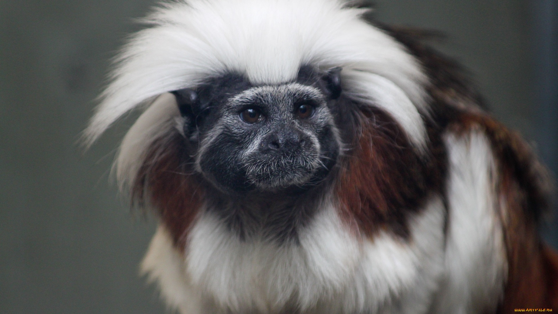 tamarin, животные, обезьяны