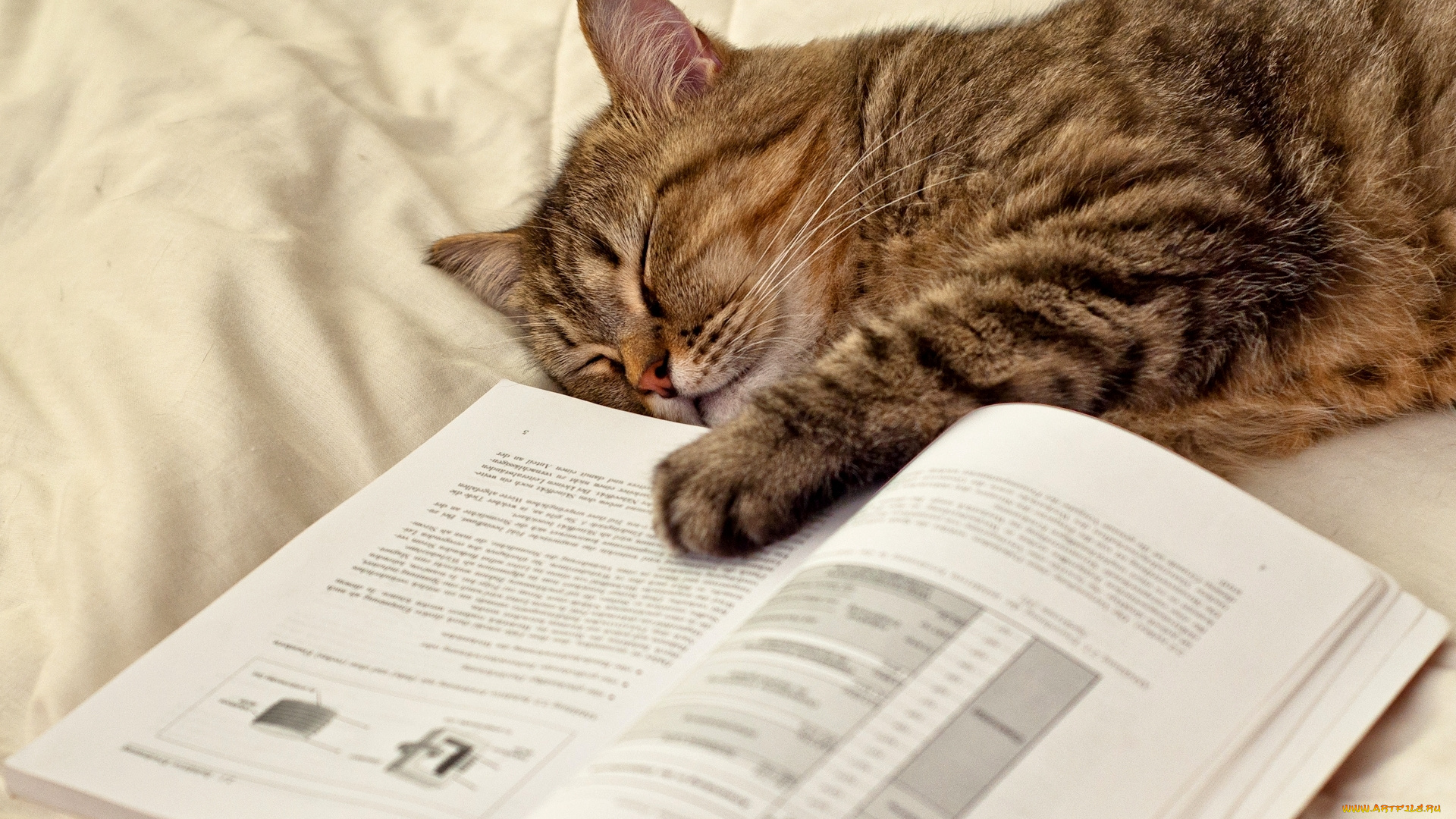 животные, коты, страницы, лапа, книга, кот, спит, лежит
