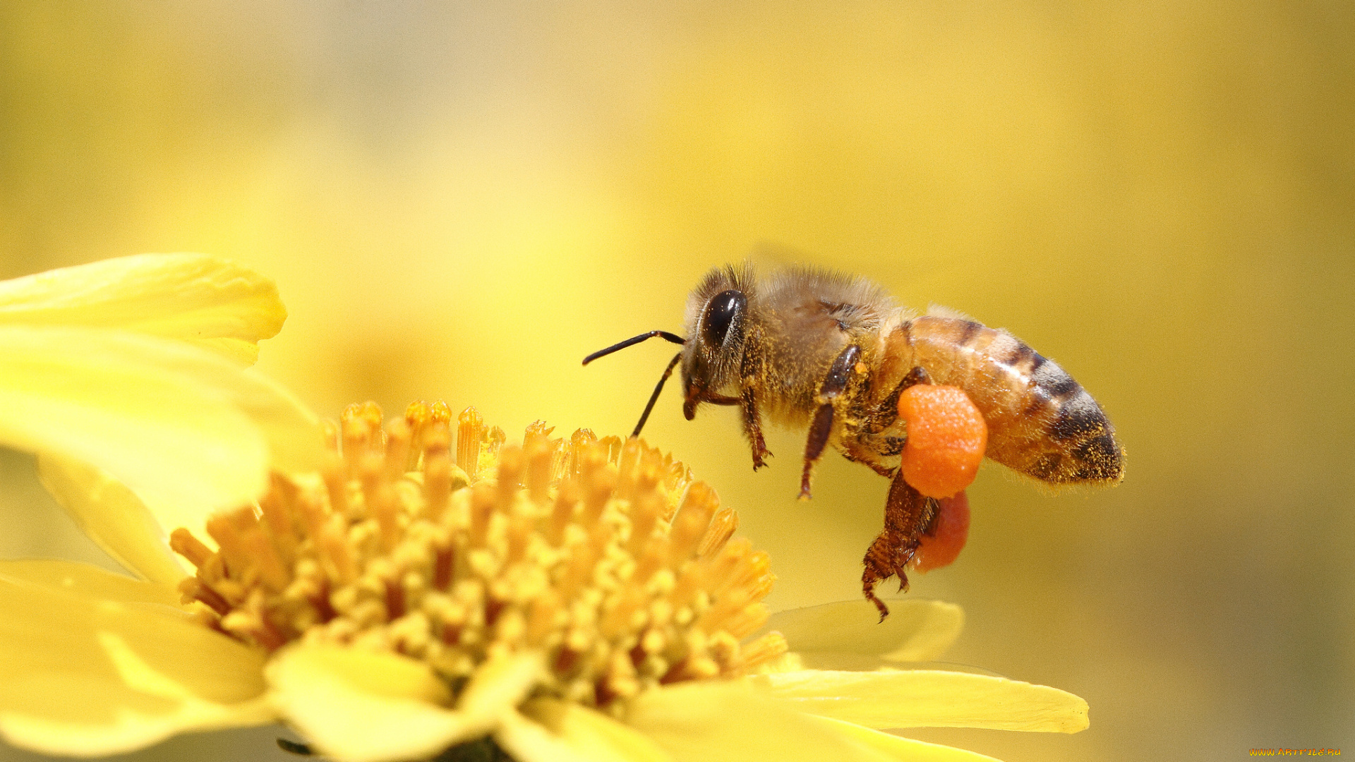 животные, пчелы, осы, шмели, пчела, цветок, макро, насекомое