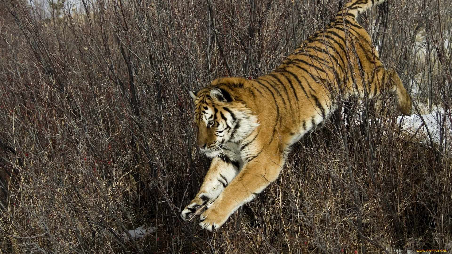 животные, тигры, хищник, прыжок