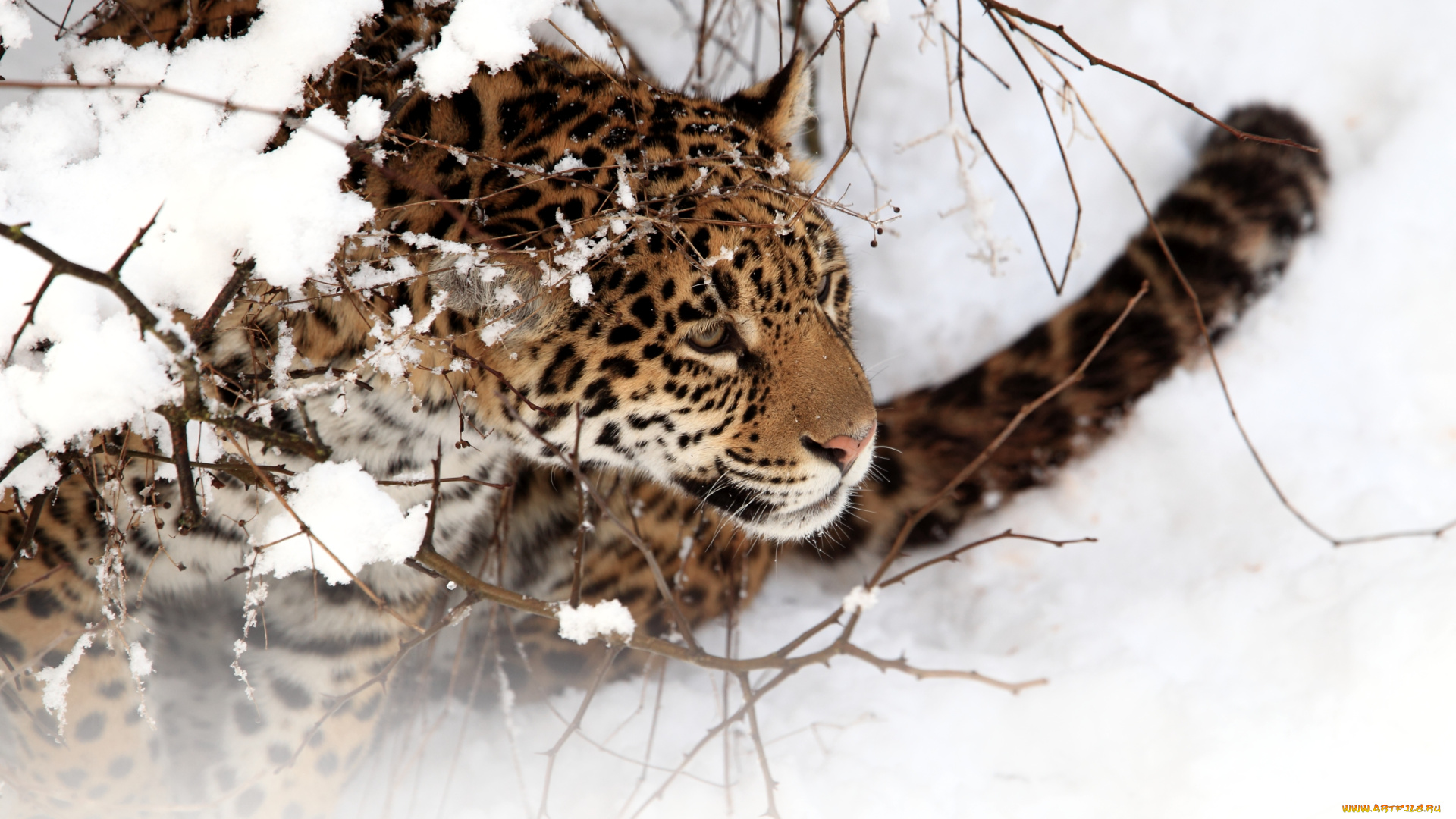 животные, Ягуары, снег, морда