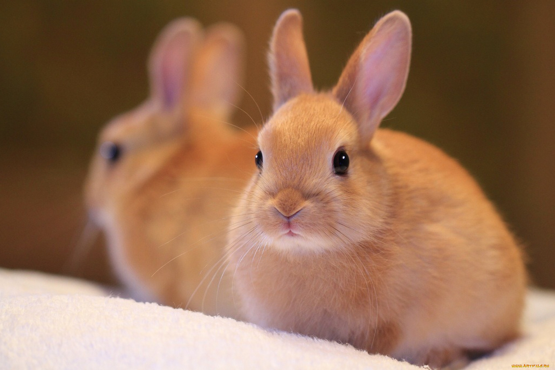 животные, кролики, зайцы, кролик
