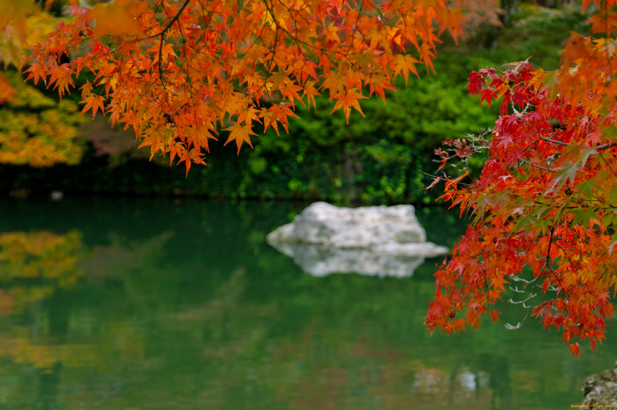 природа, листья, река, китай