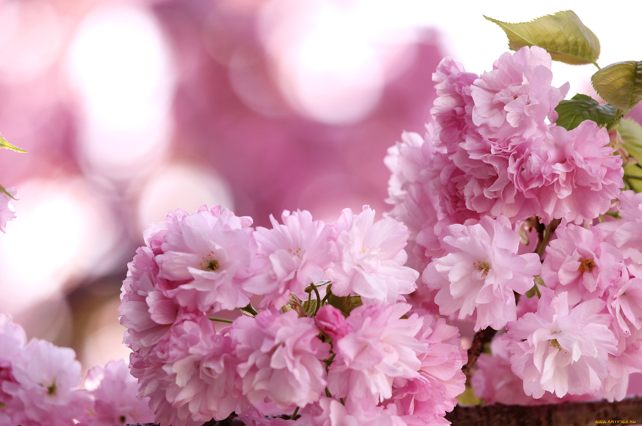 цветы, сакура, вишня, розовый, весна