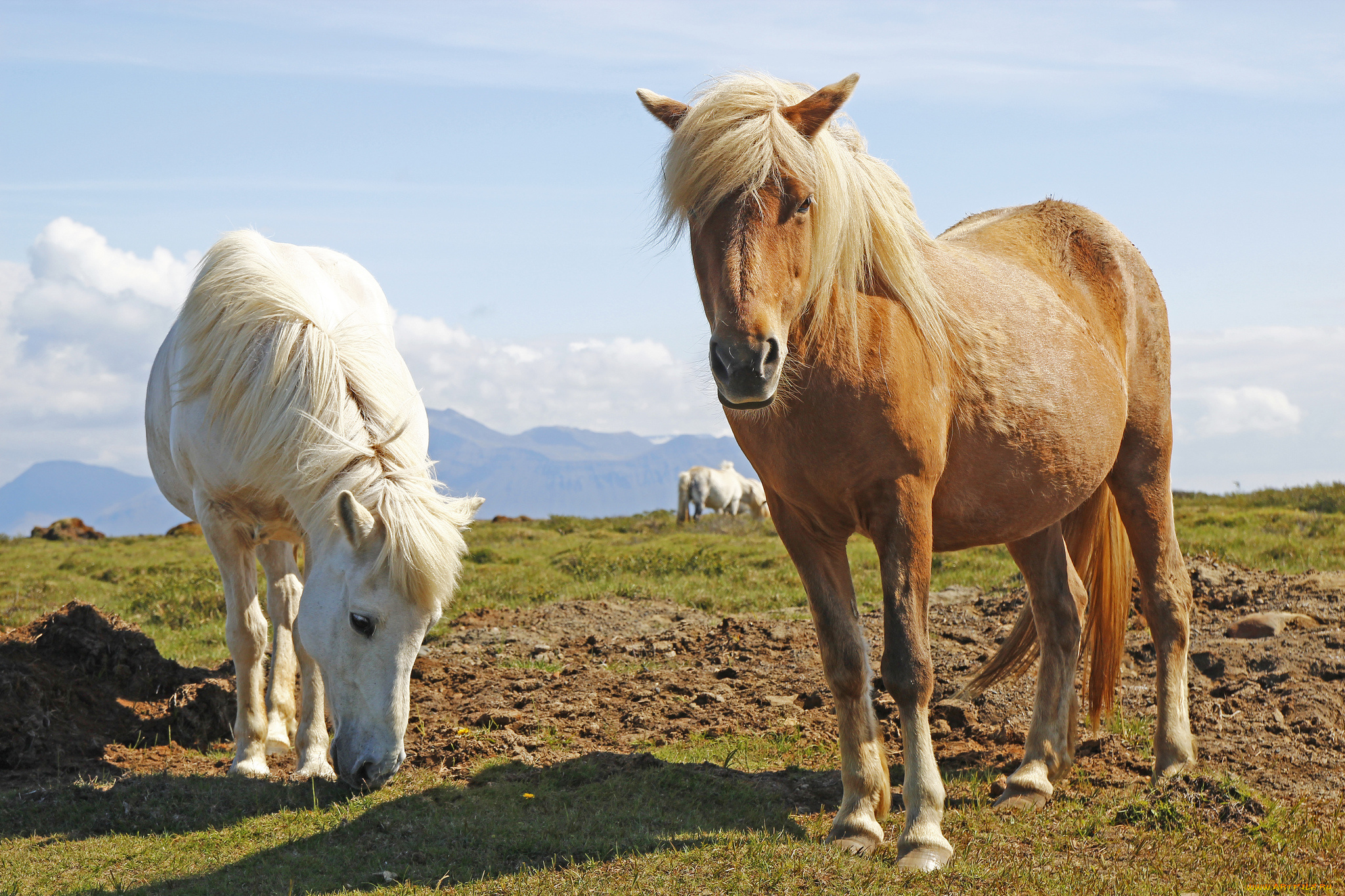 Animal Horse Midilli Atlarla