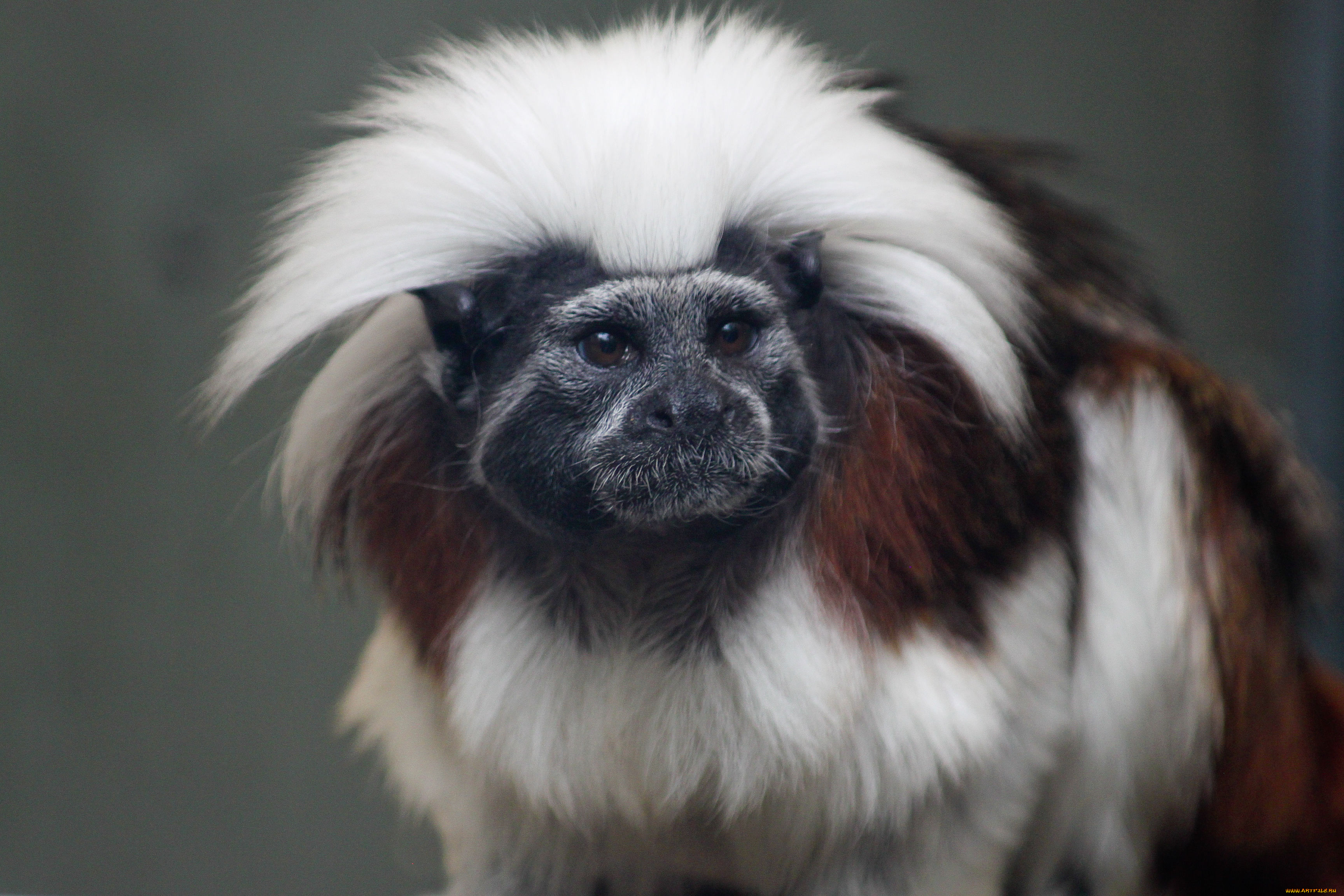 tamarin, животные, обезьяны