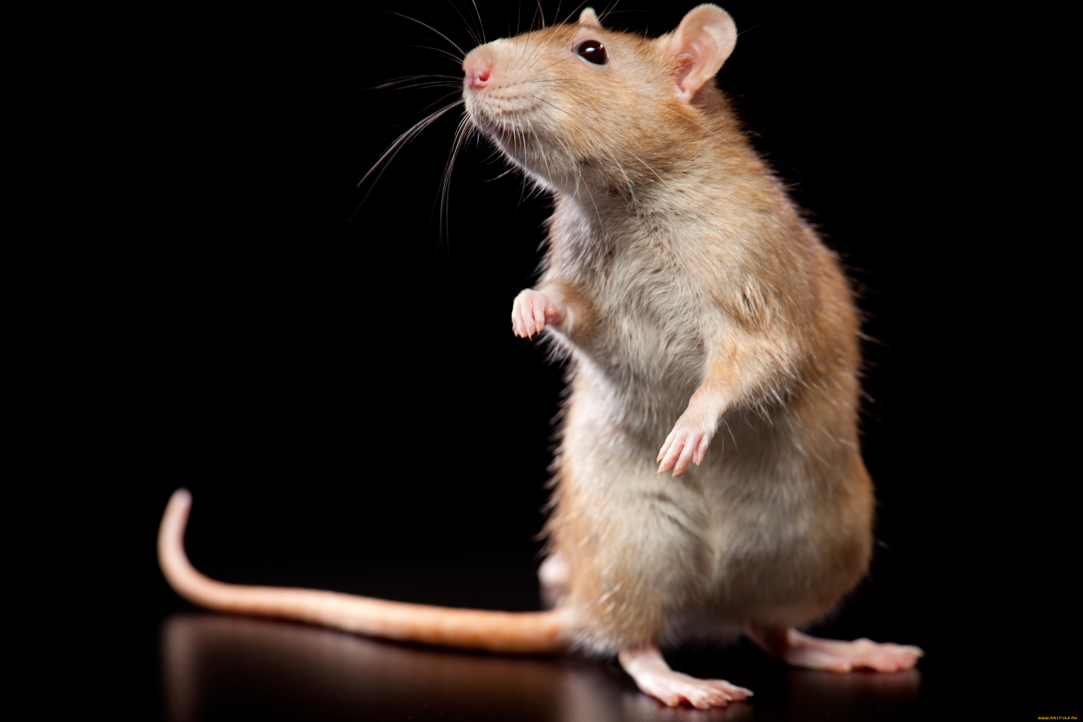 животные мышь мышеловка сыр без смс