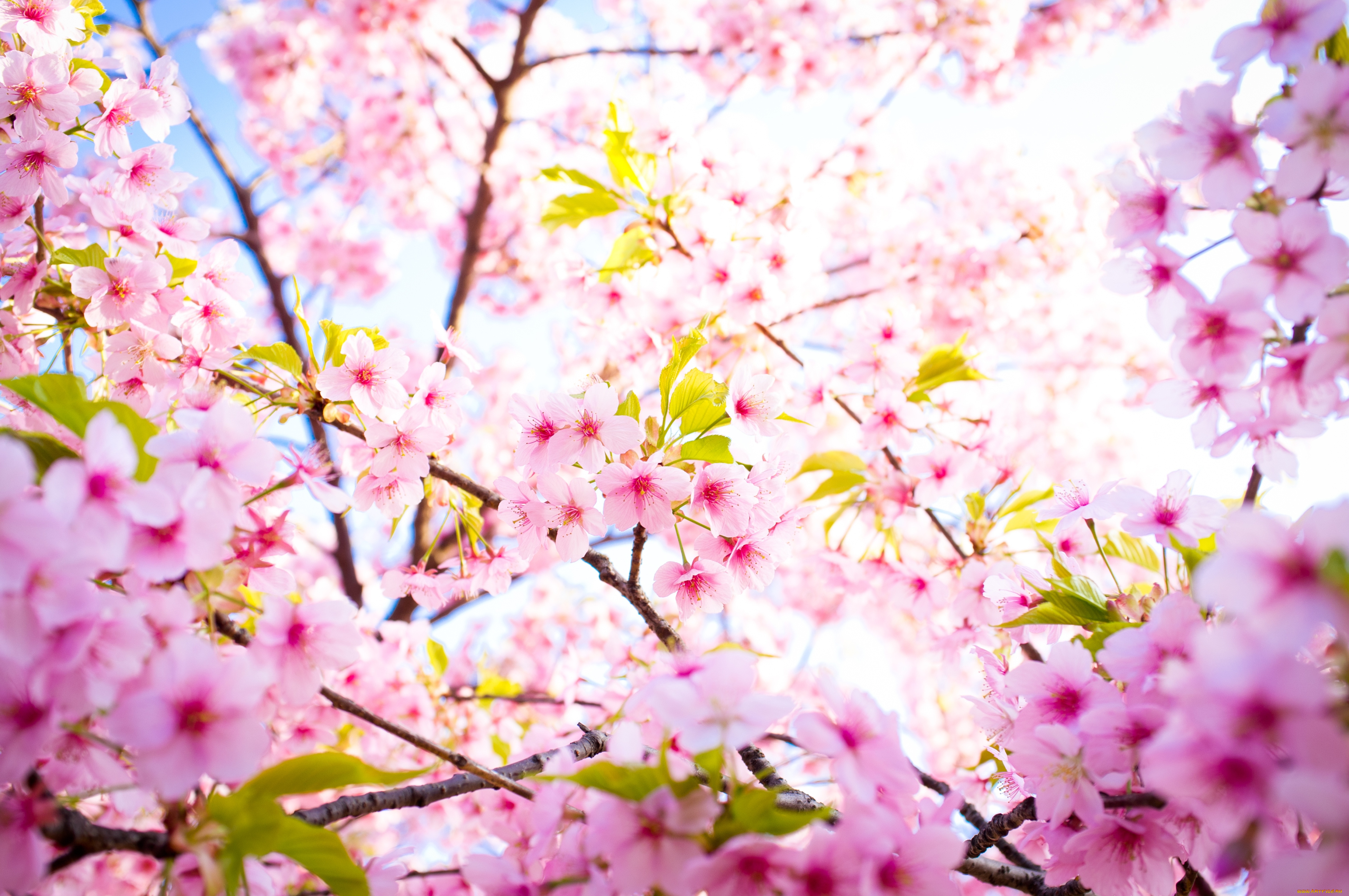 цветы, сакура, вишня, цветение, весна