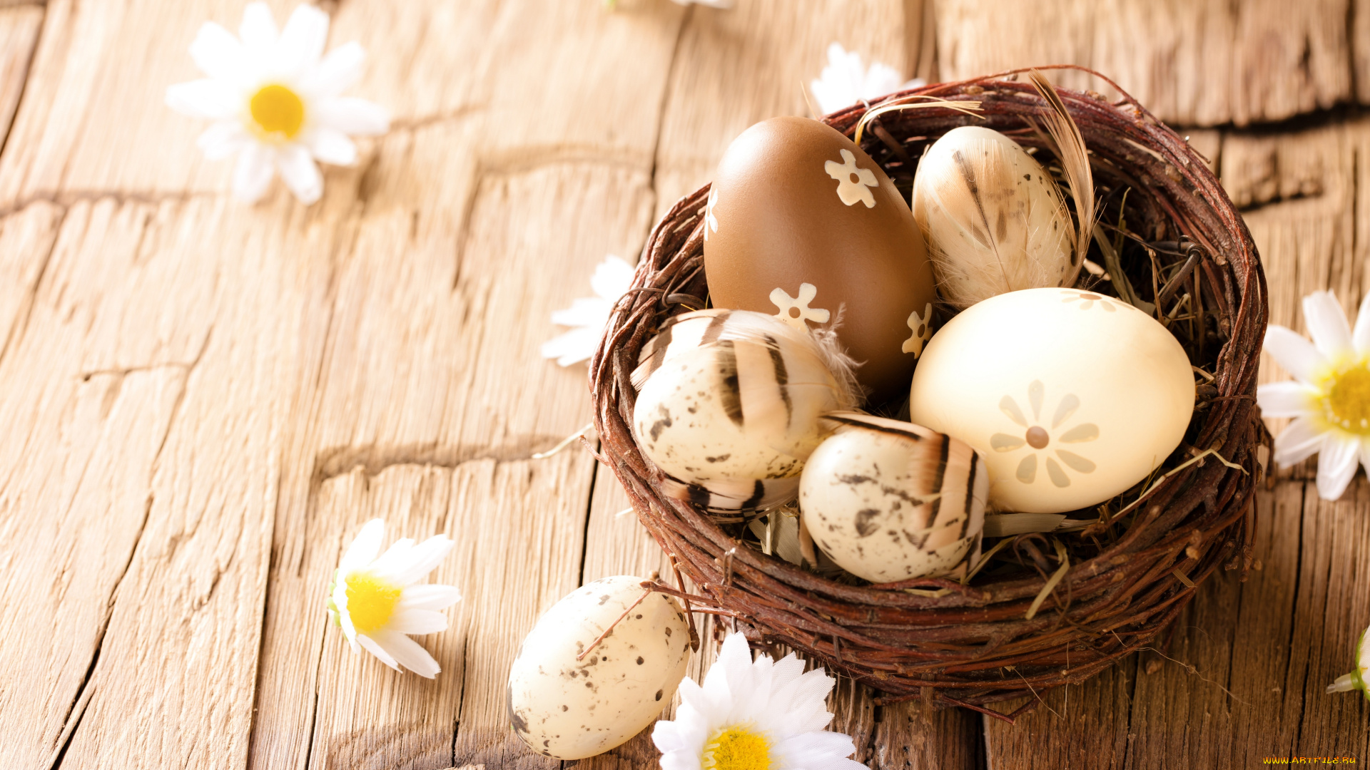 праздничные, пасха, wood, eggs, easter, camomile, flowers, ромашки, яйца