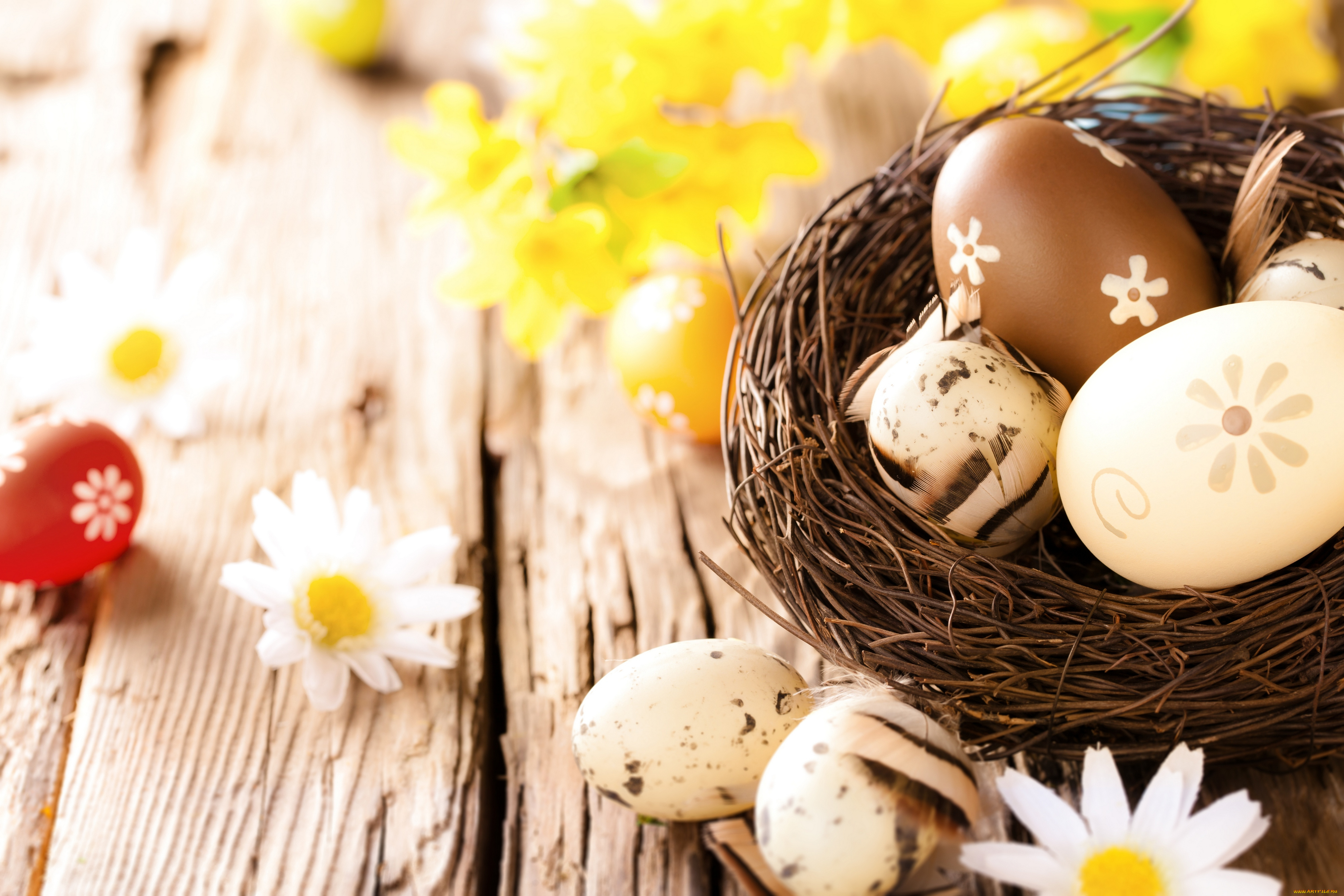 праздничные, пасха, ромашки, яйца, flowers, camomile, eggs, wood, easter