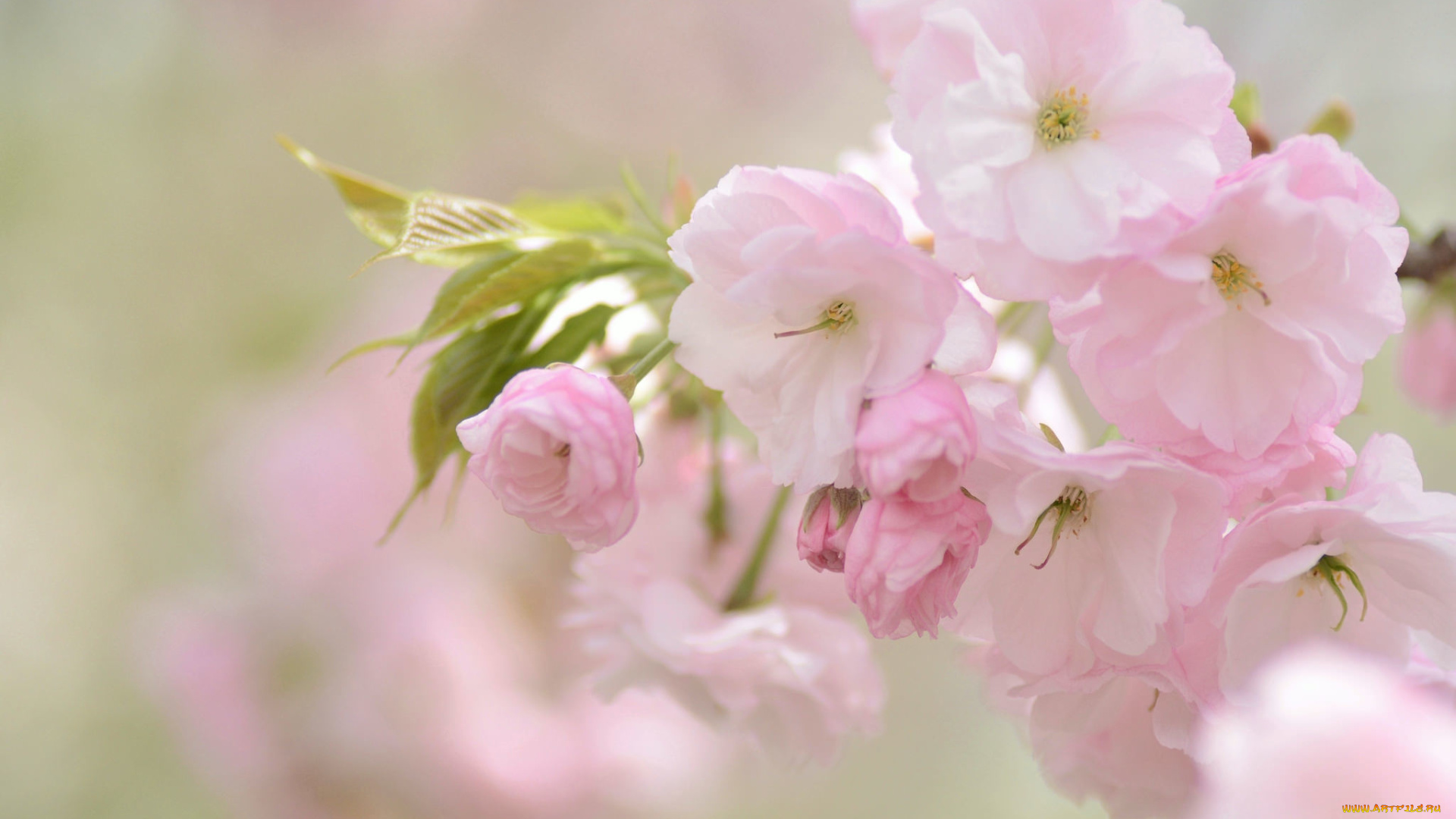 цветы, сакура, , вишня, вишня, нежность, розовый