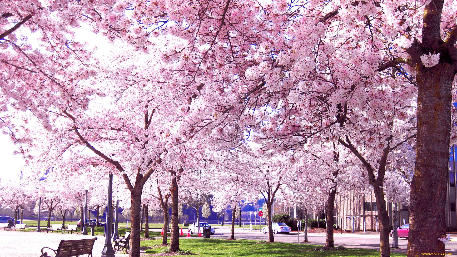 природа, парк, сакура, аллея, вишня, дерево, цветение, весна