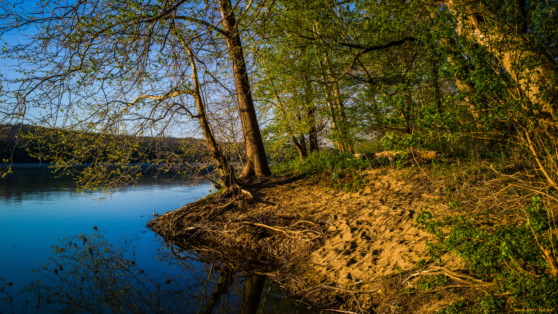 природа, реки, озера, река, лес