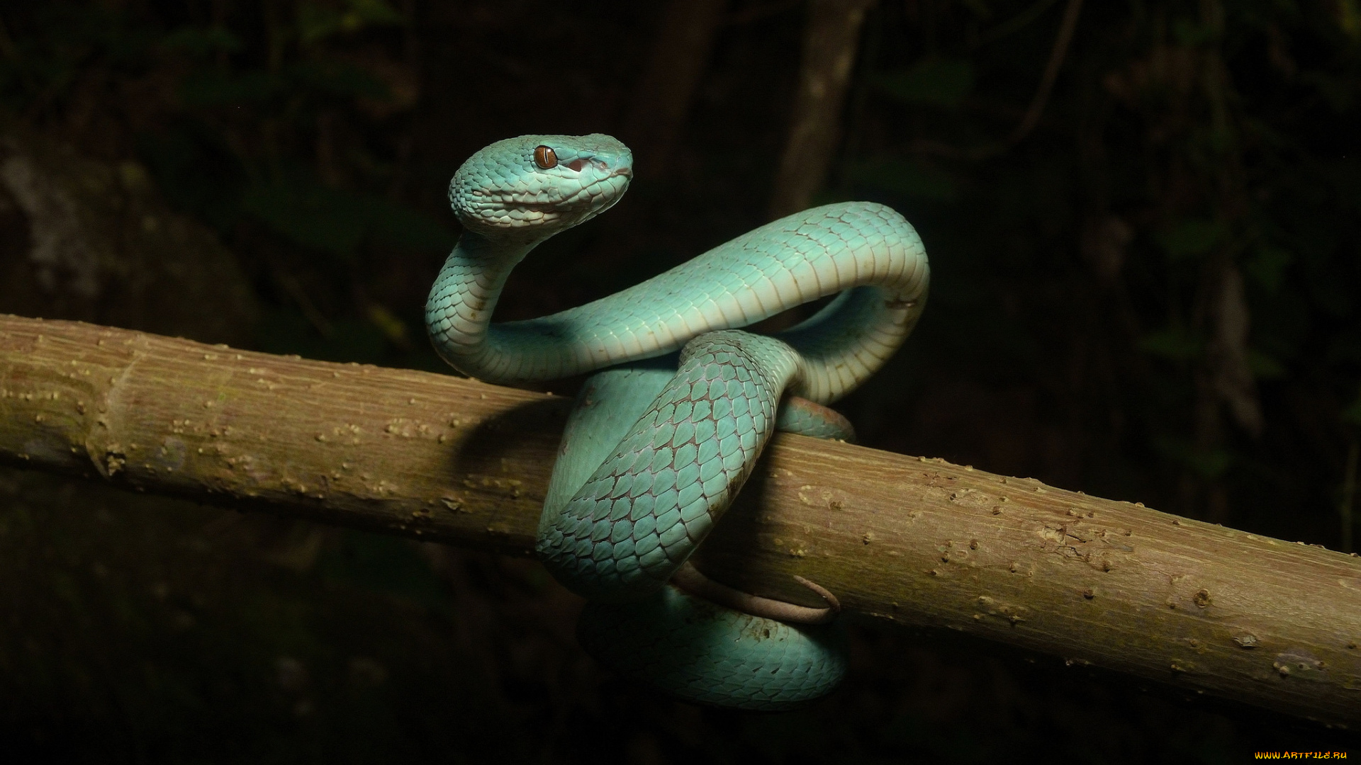 Змейка 18. Trimeresurus insularis. Trimeresurus phuketensis. Змеи с капюшоном. Змея Кобра.