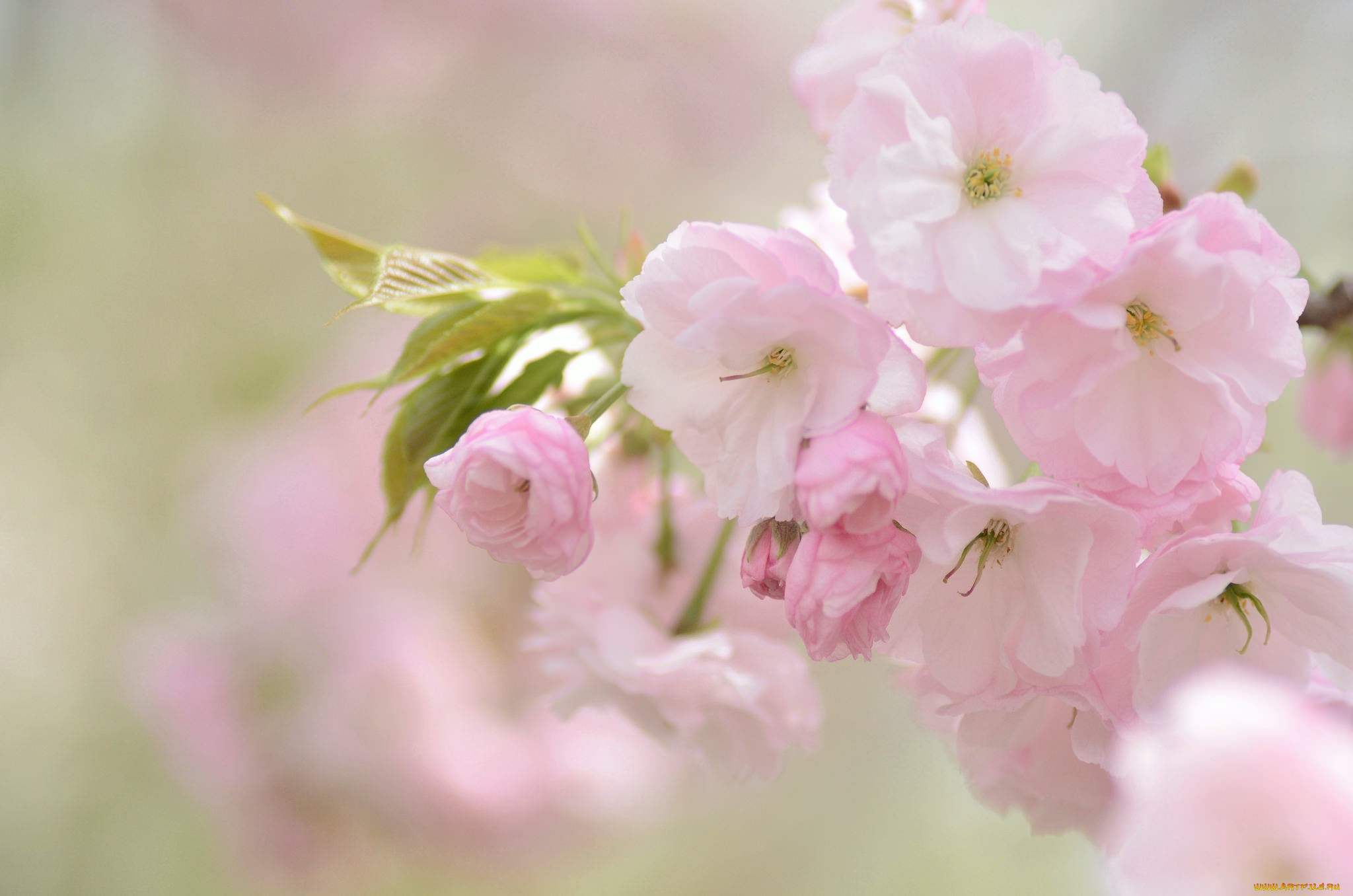 цветы, сакура, , вишня, вишня, нежность, розовый