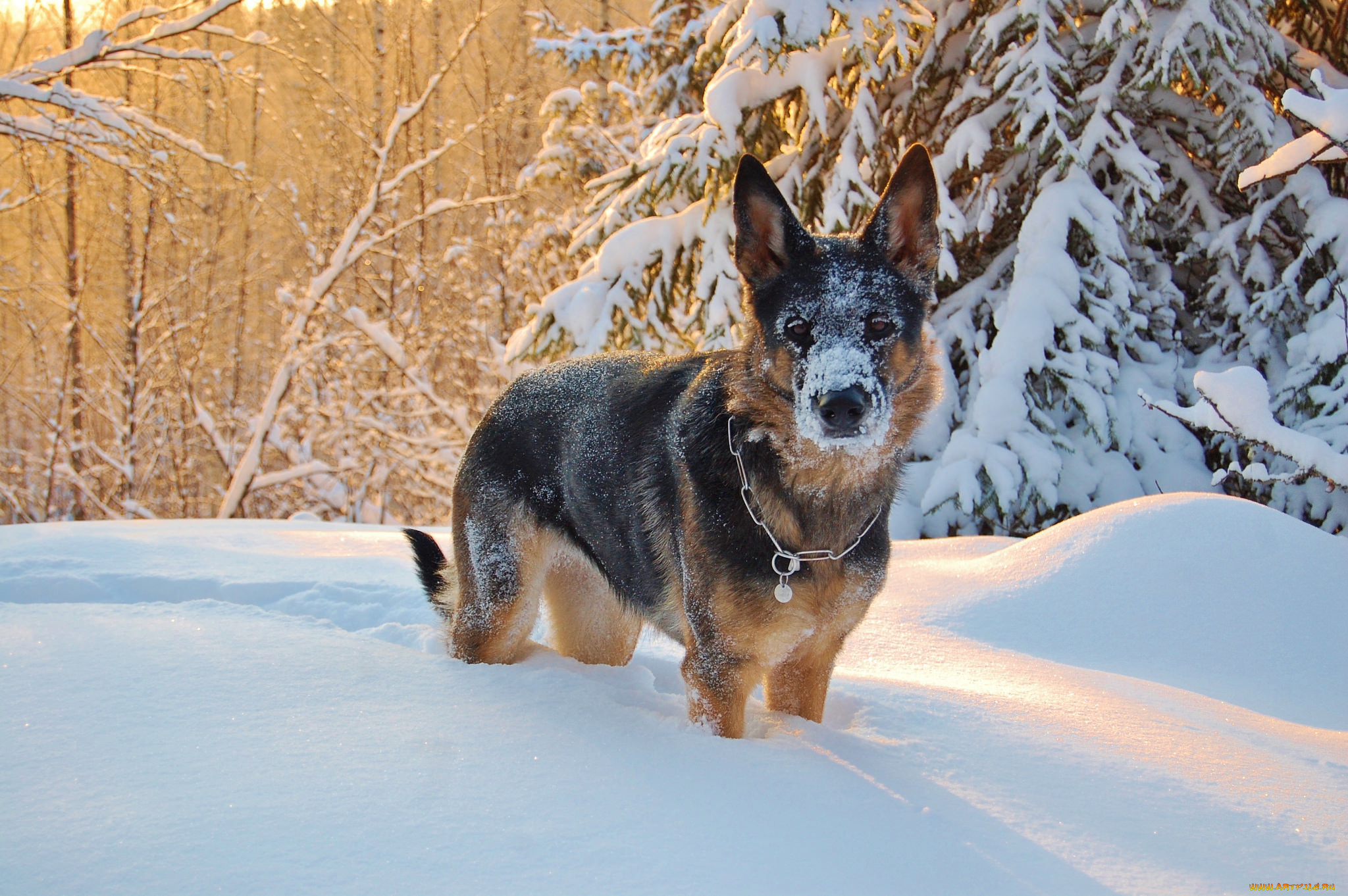 Собака на снегу скачать