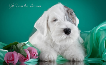 Картинка животные собаки силихем-терьер щенок тюльпаны