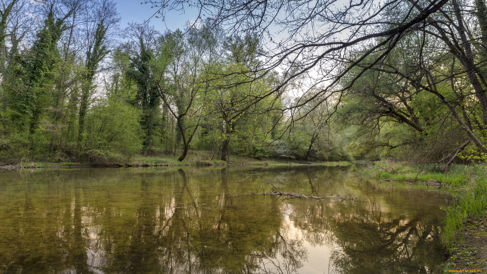 природа, реки, озера, лес, река