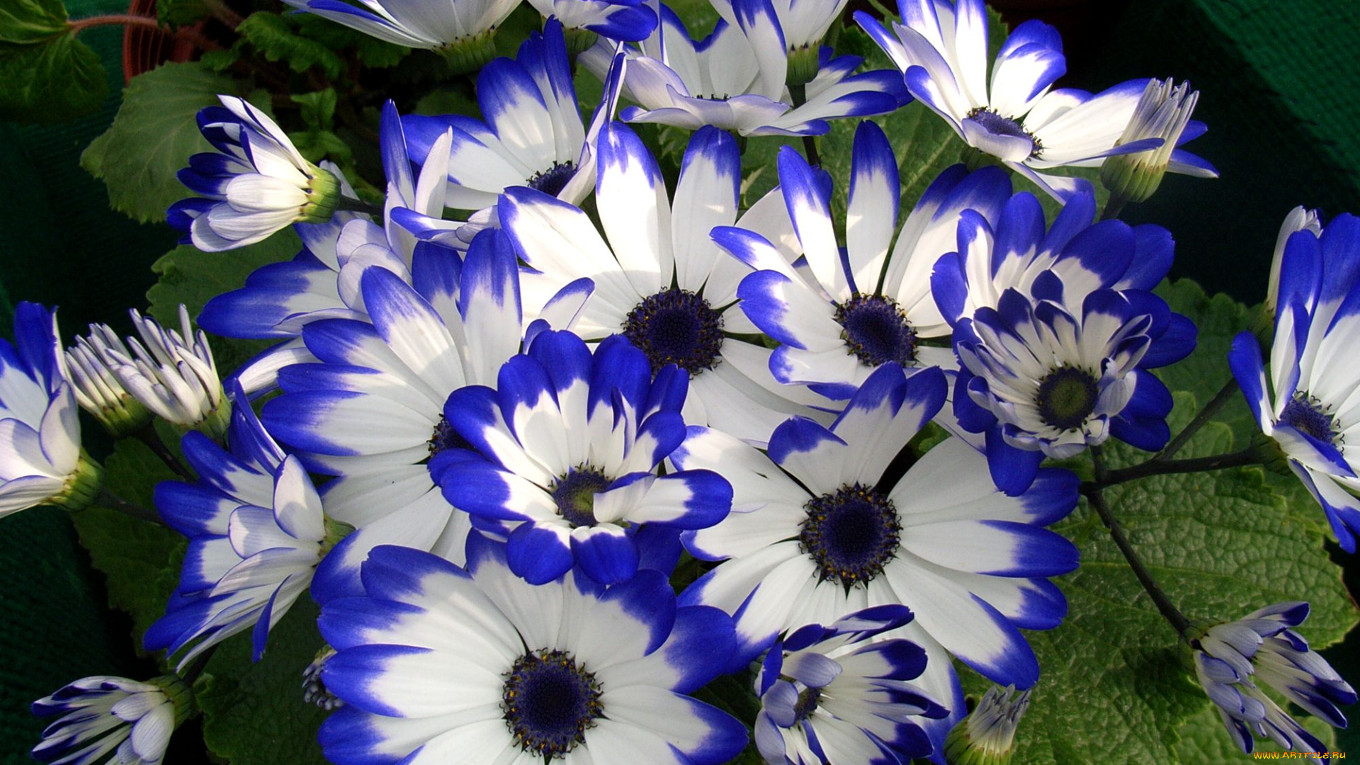 цветы, цинерария, бело-синий
