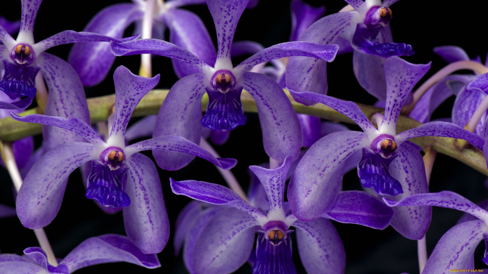 цветы, орхидеи, экзотика, фиолетовый, ветка
