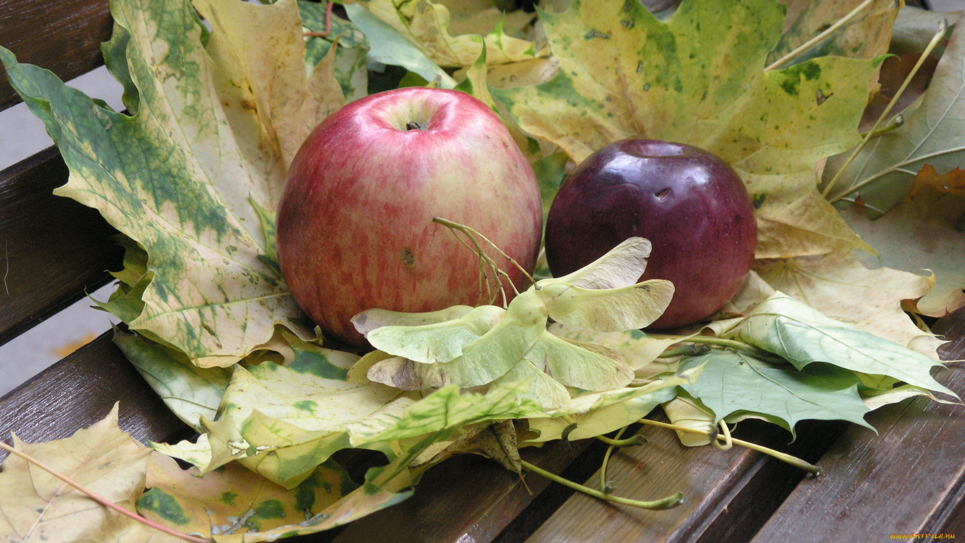 еда, Яблоки, осень, кленовые, листья, яблоки