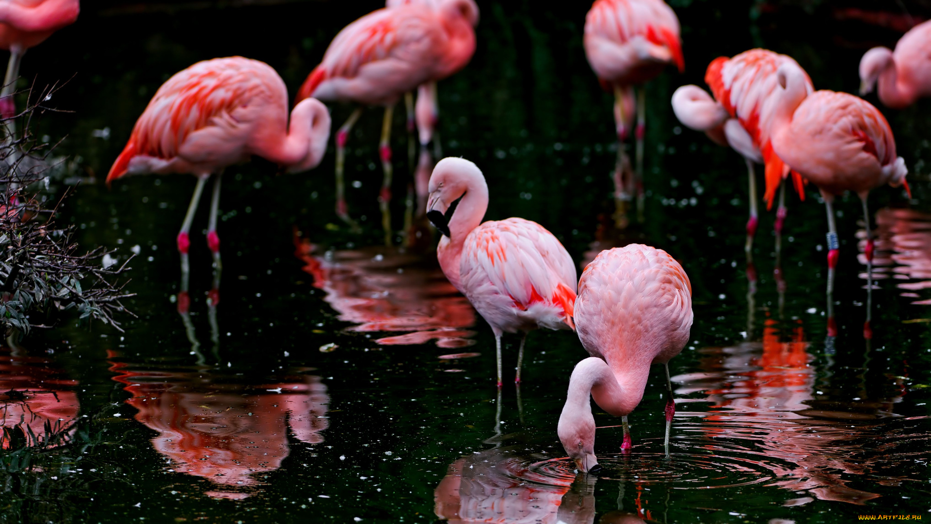 животные, фламинго, водоём, птицы