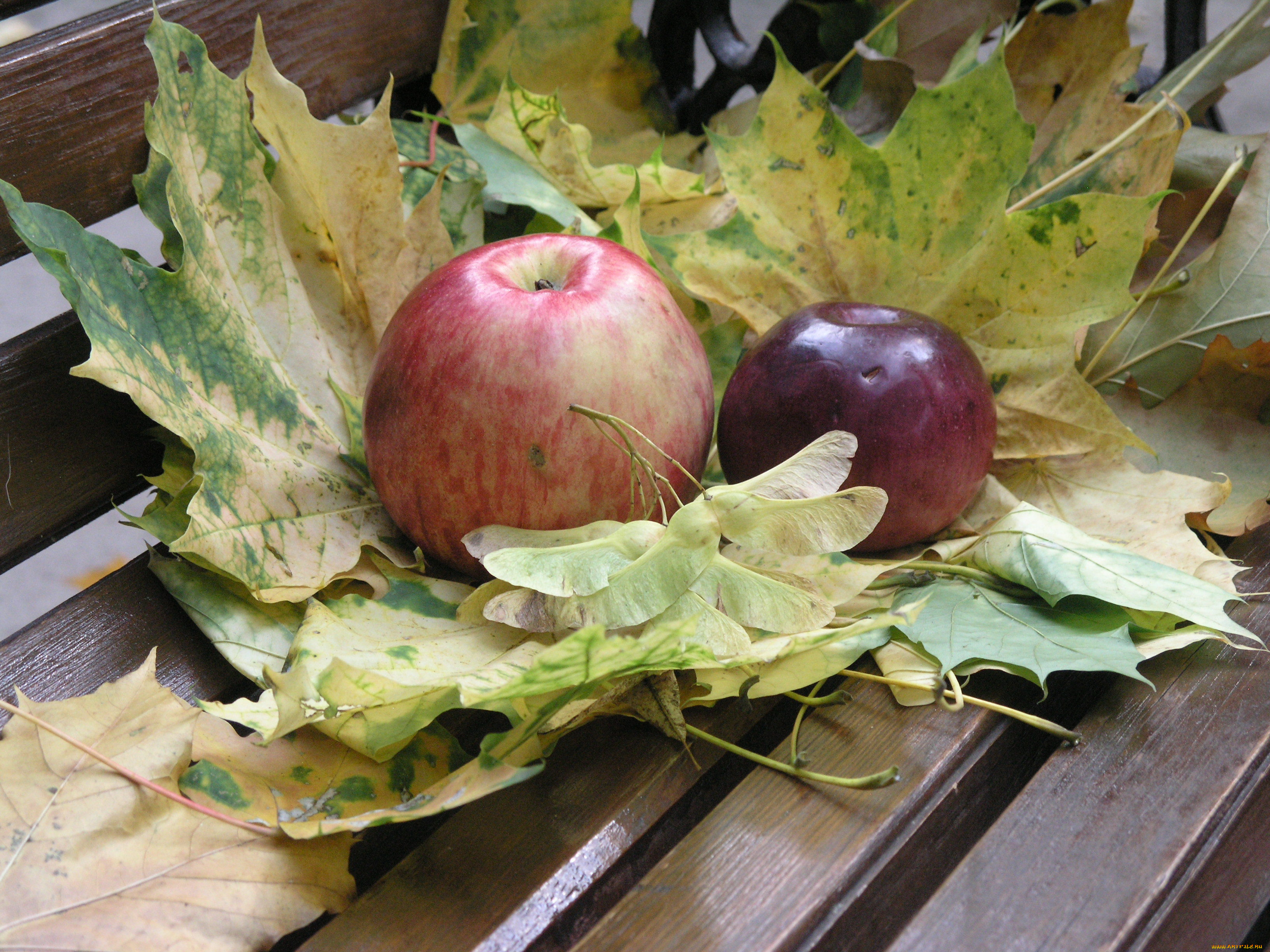 еда, Яблоки, осень, кленовые, листья, яблоки