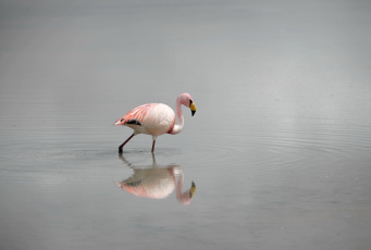 Картинка животные фламинго природа птица вода