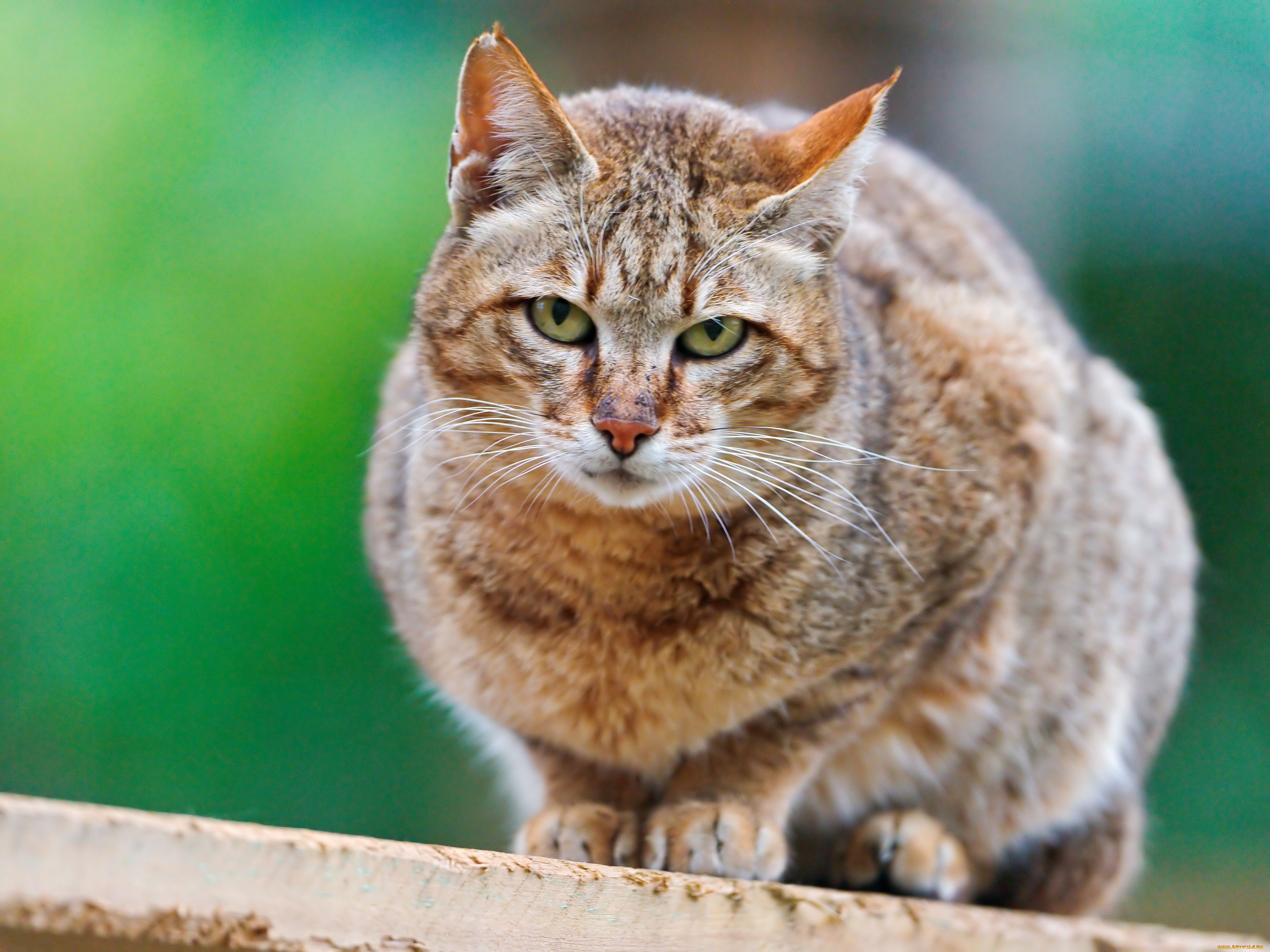 животные, дикие, кошки, дикая, кошка, wildcat