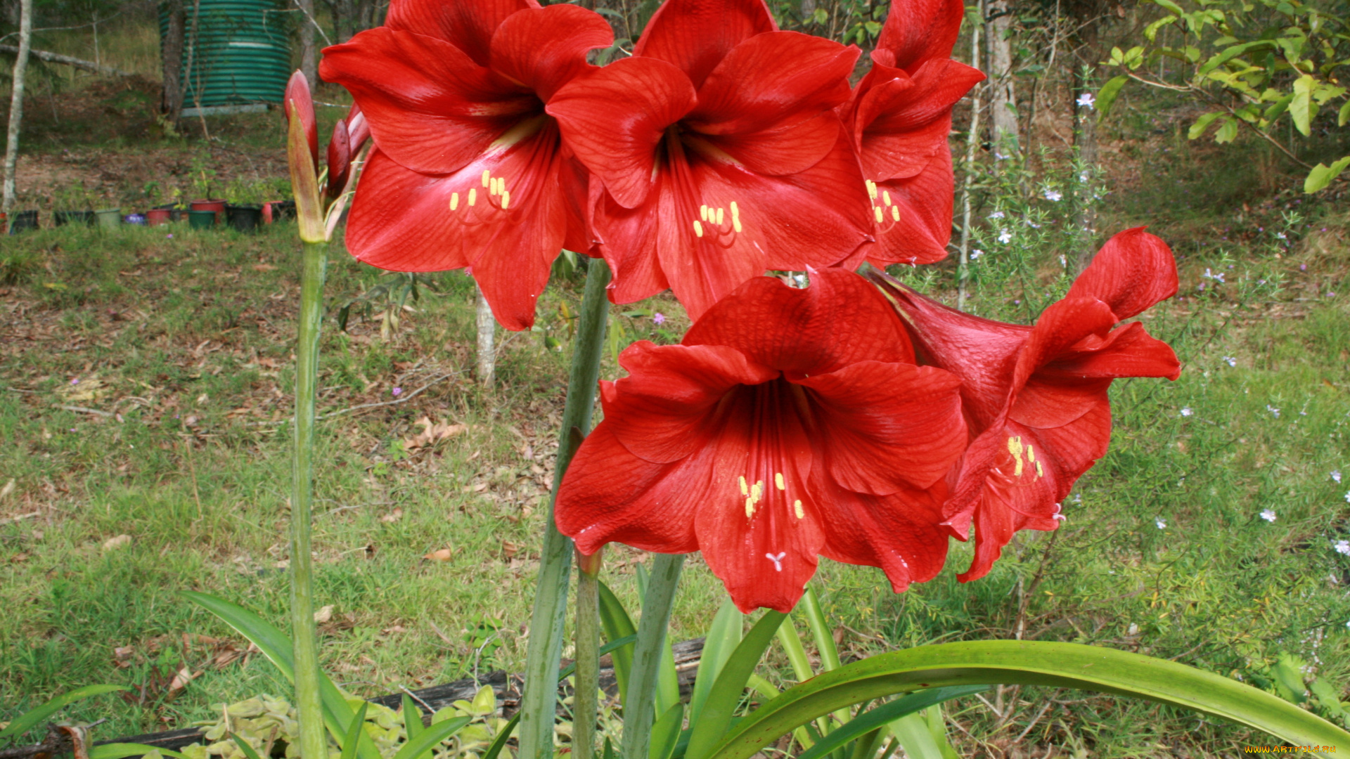 цветы, амариллисы, гиппеаструмы, hippeastrum