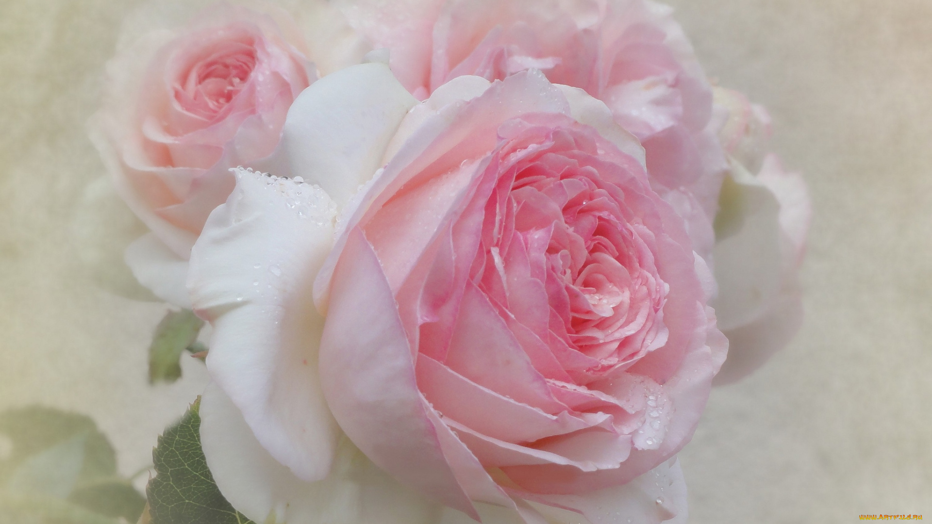 цветы, розы, винтаж, розовый