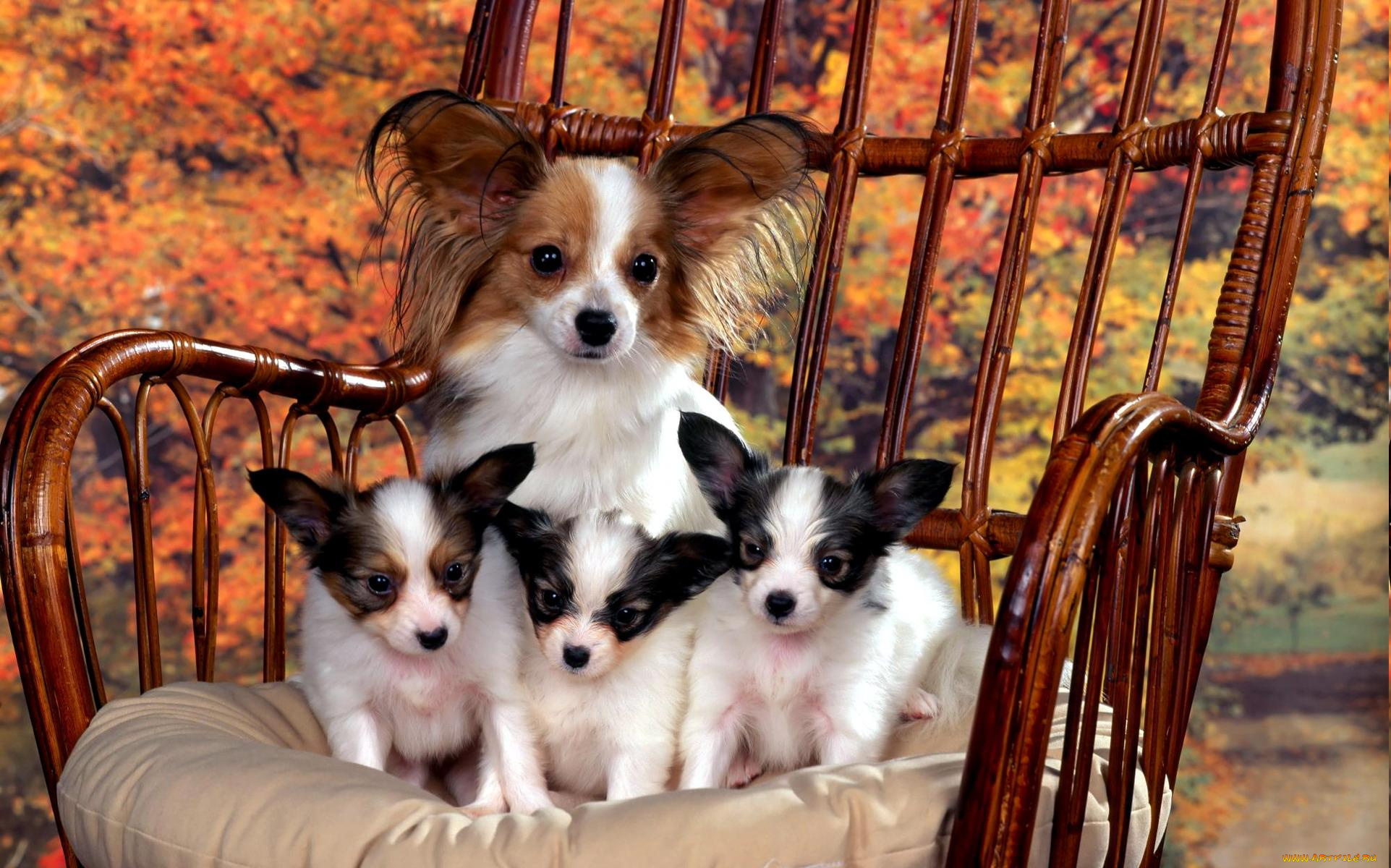 животные, собаки, осень, кресло, щенки