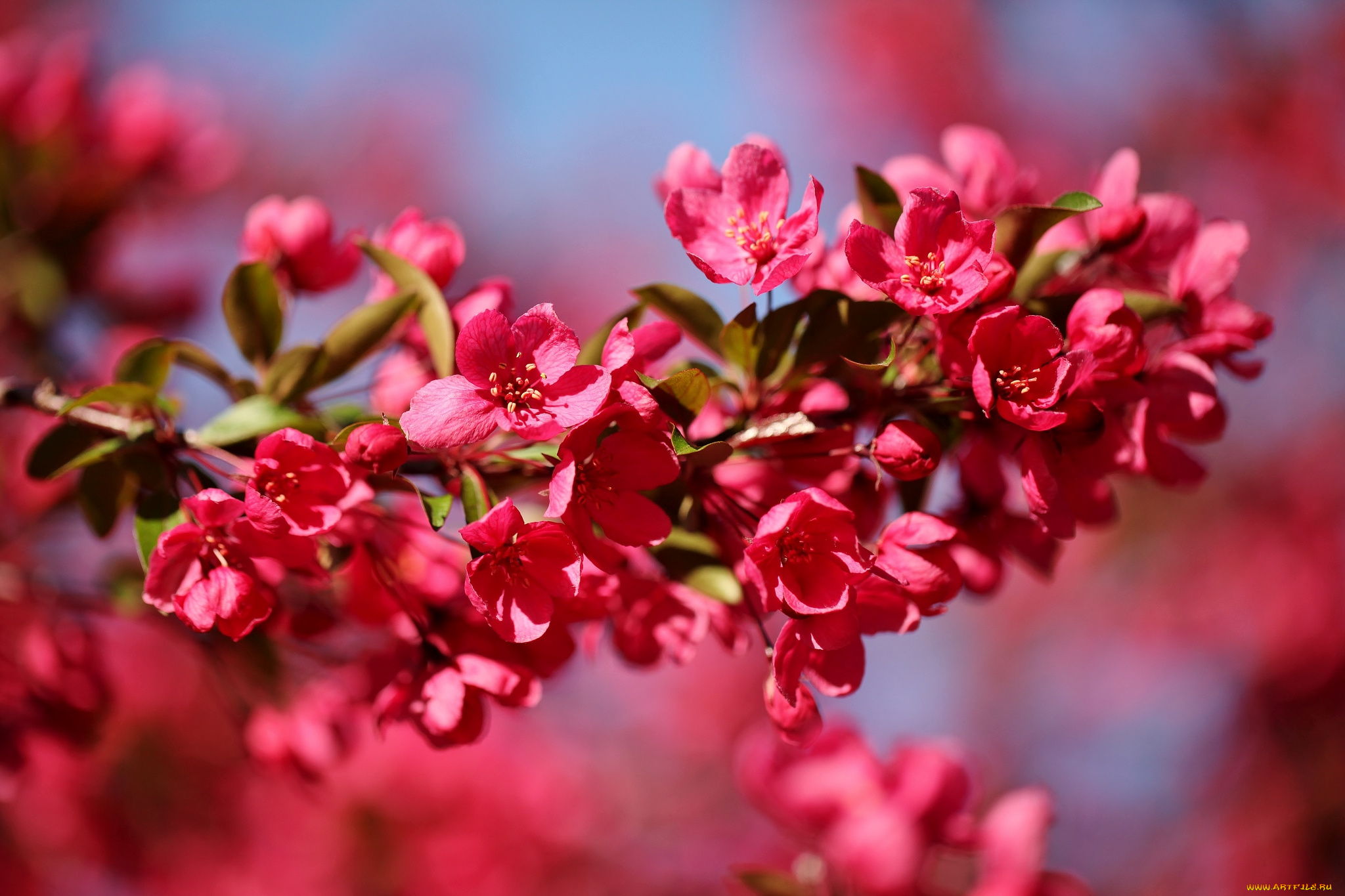 цветы, цветущие, деревья, кустарники, ветка, весна, розовый