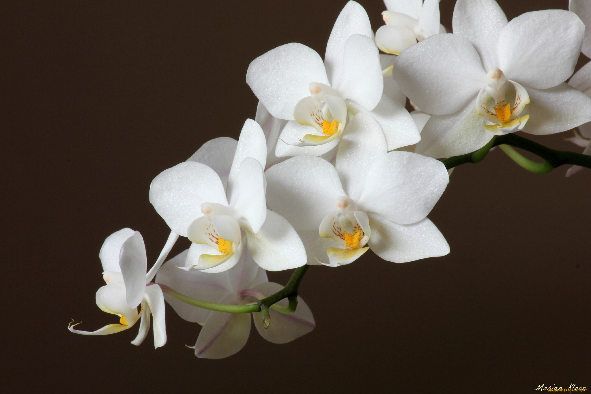 цветы, орхидеи, белый, ветка