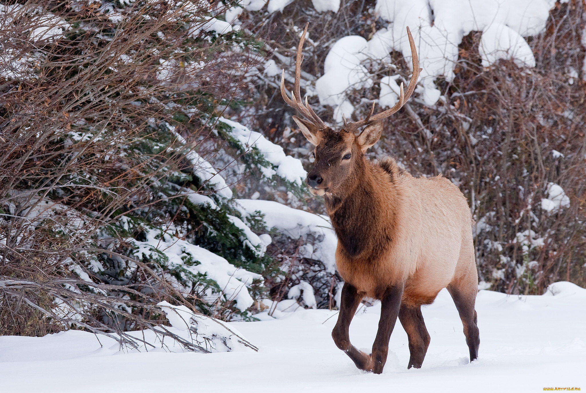 животные, олени, рога, снег