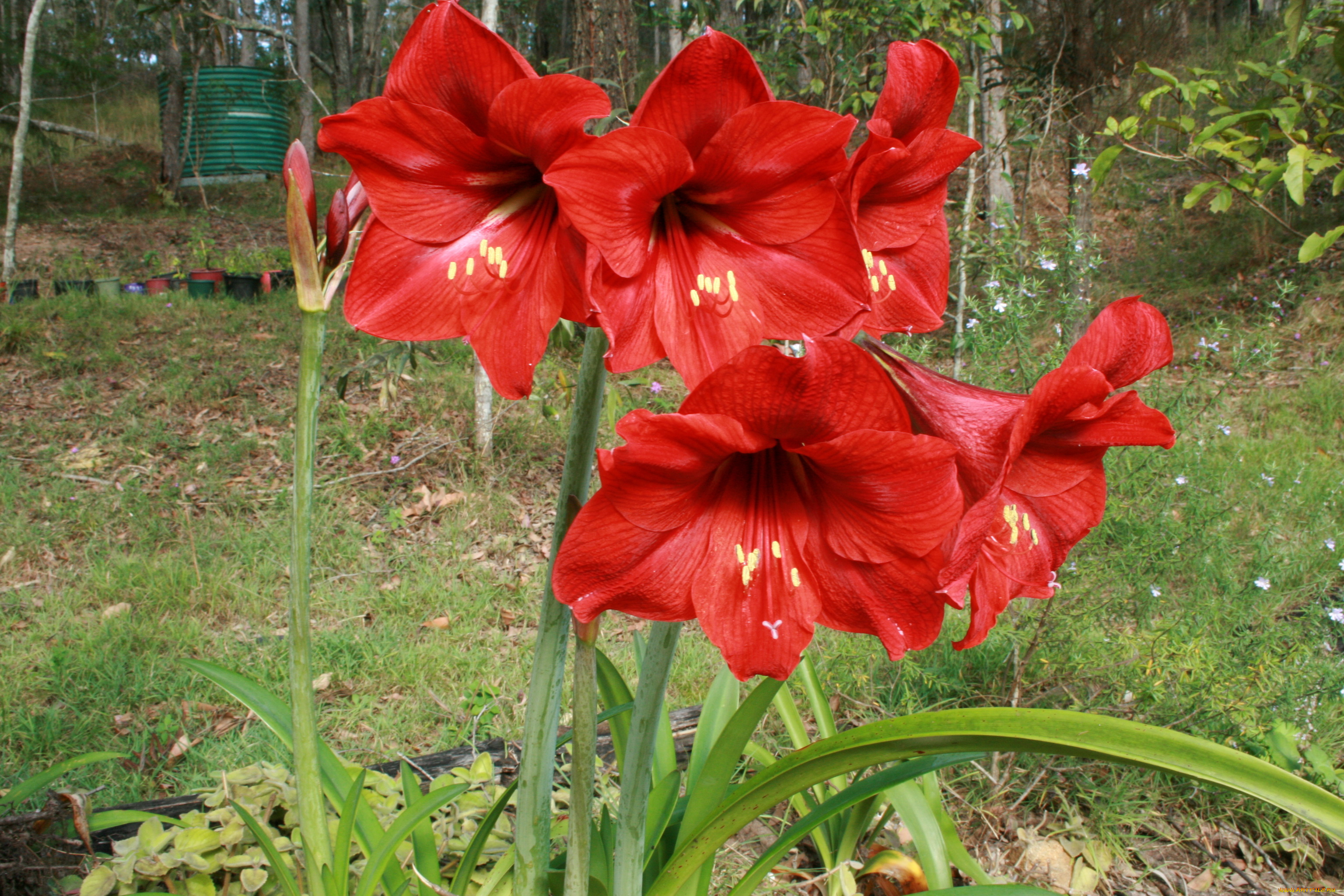 цветы, амариллисы, гиппеаструмы, hippeastrum