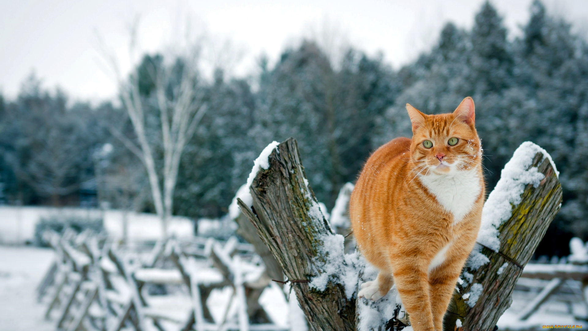 животные, коты, деревья, природа, зима, кот, рыжий, кошка, забор, снег