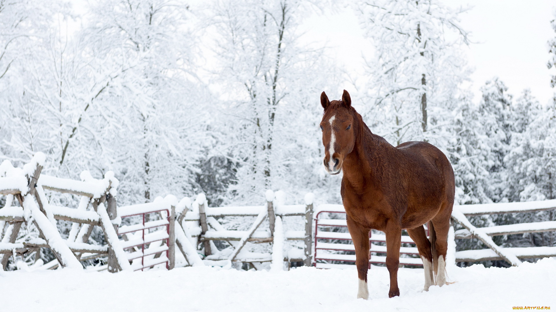 животные, лошади, природа, снег, конь