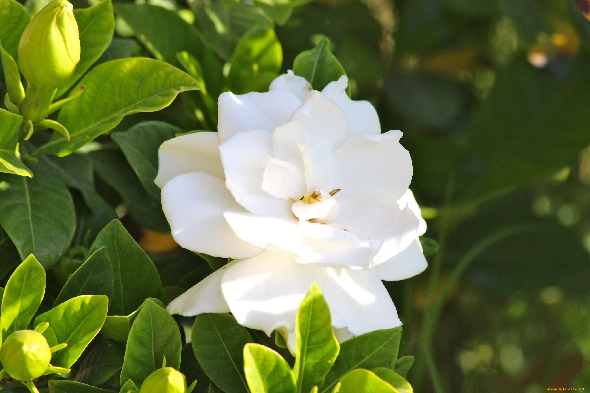 природа белая гардения цветы бесплатно