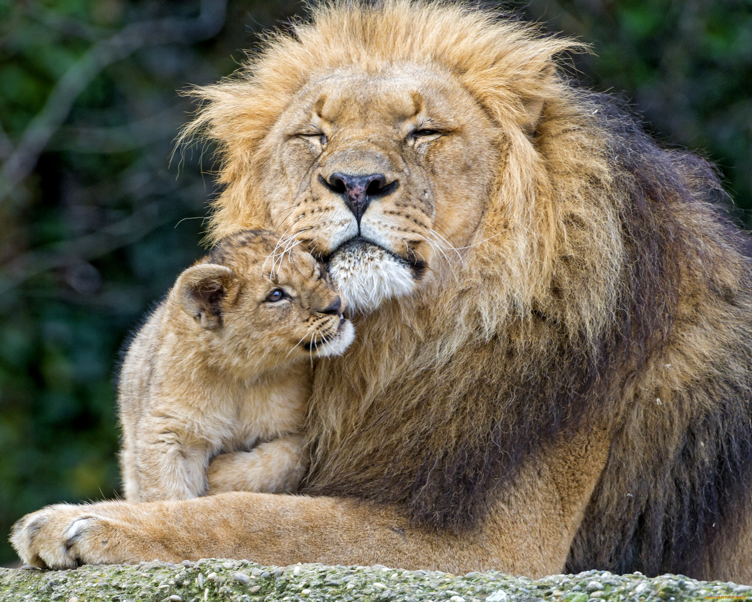 животные, львы, любовь, сын, отец