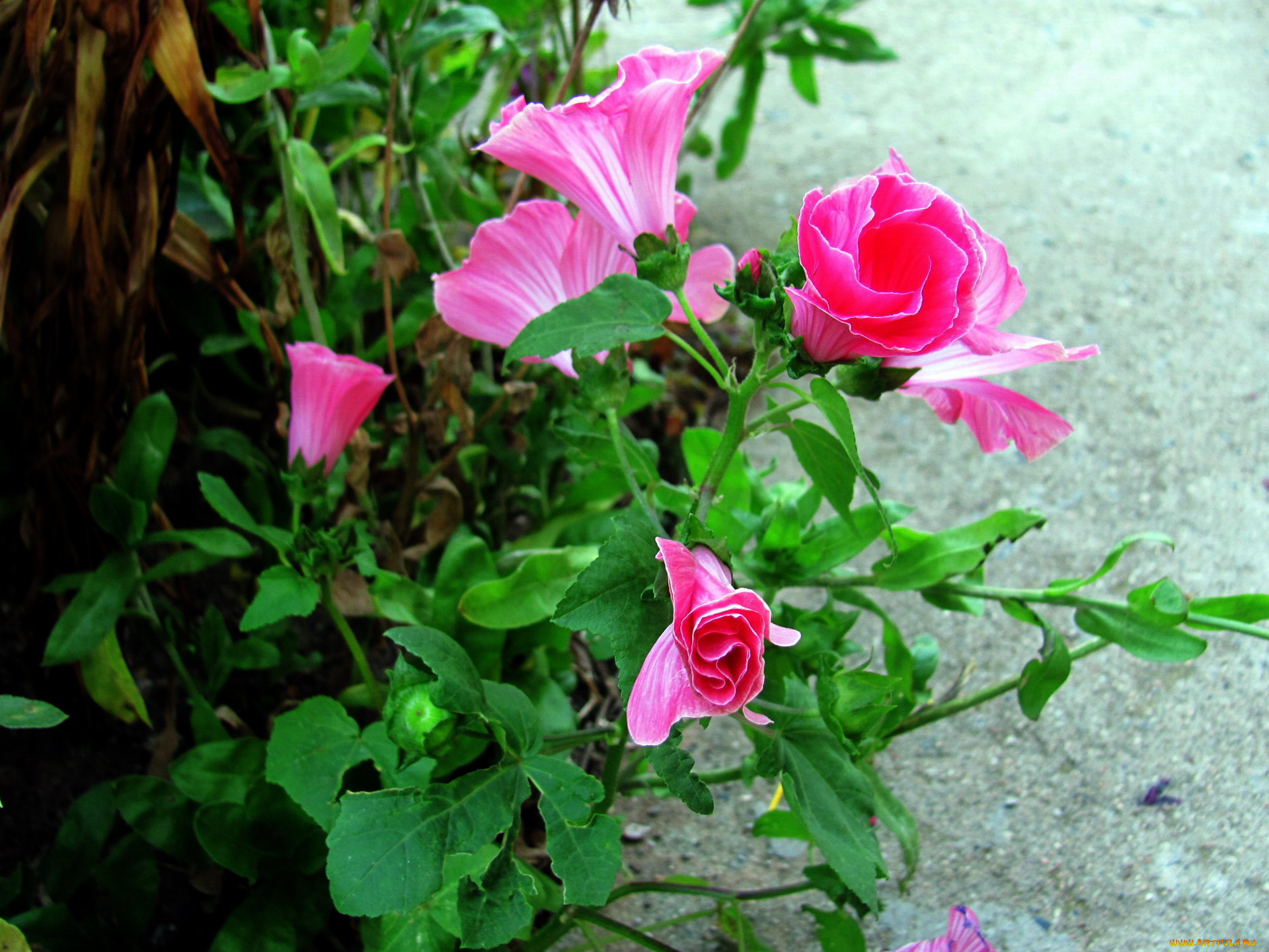цветы, лаватера, розовый